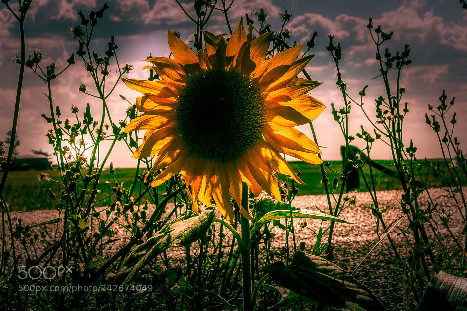 Canon EOS 40D sample photo. Lone sunflower photography
