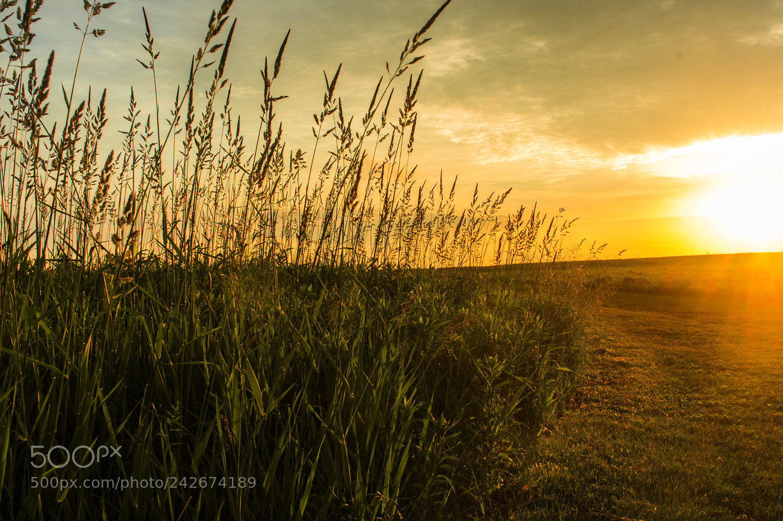 Nikon D3400 sample photo. Wheat field photography