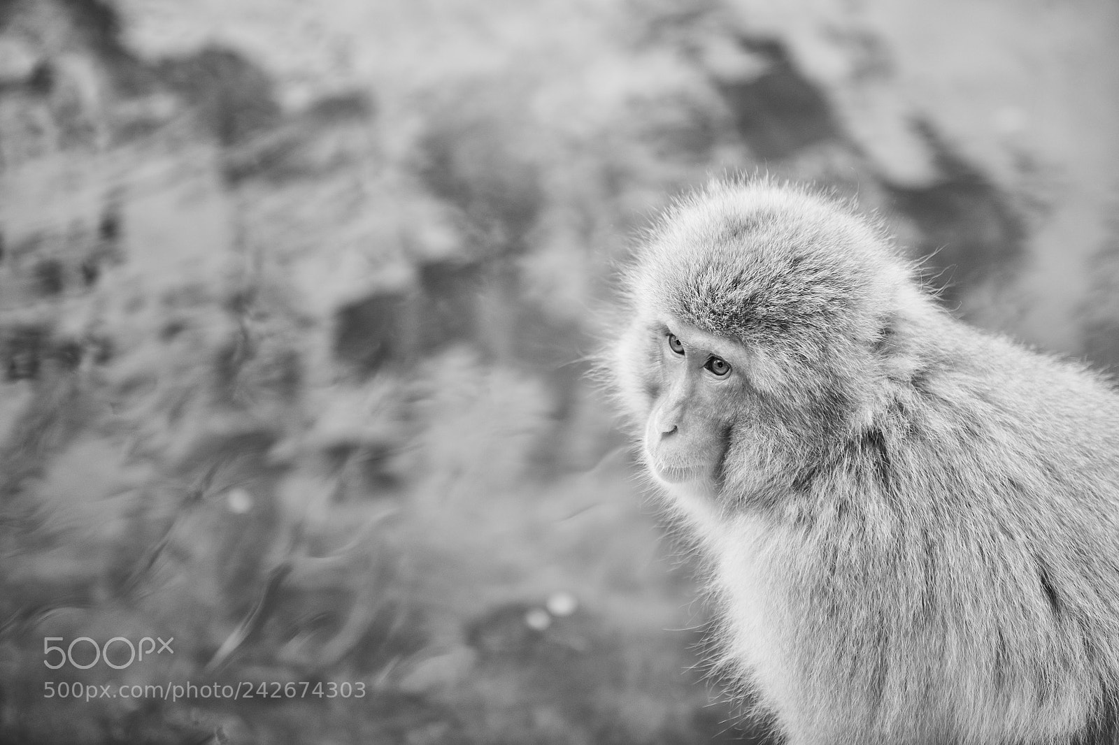 Nikon D850 sample photo. Snow monkey bw photography