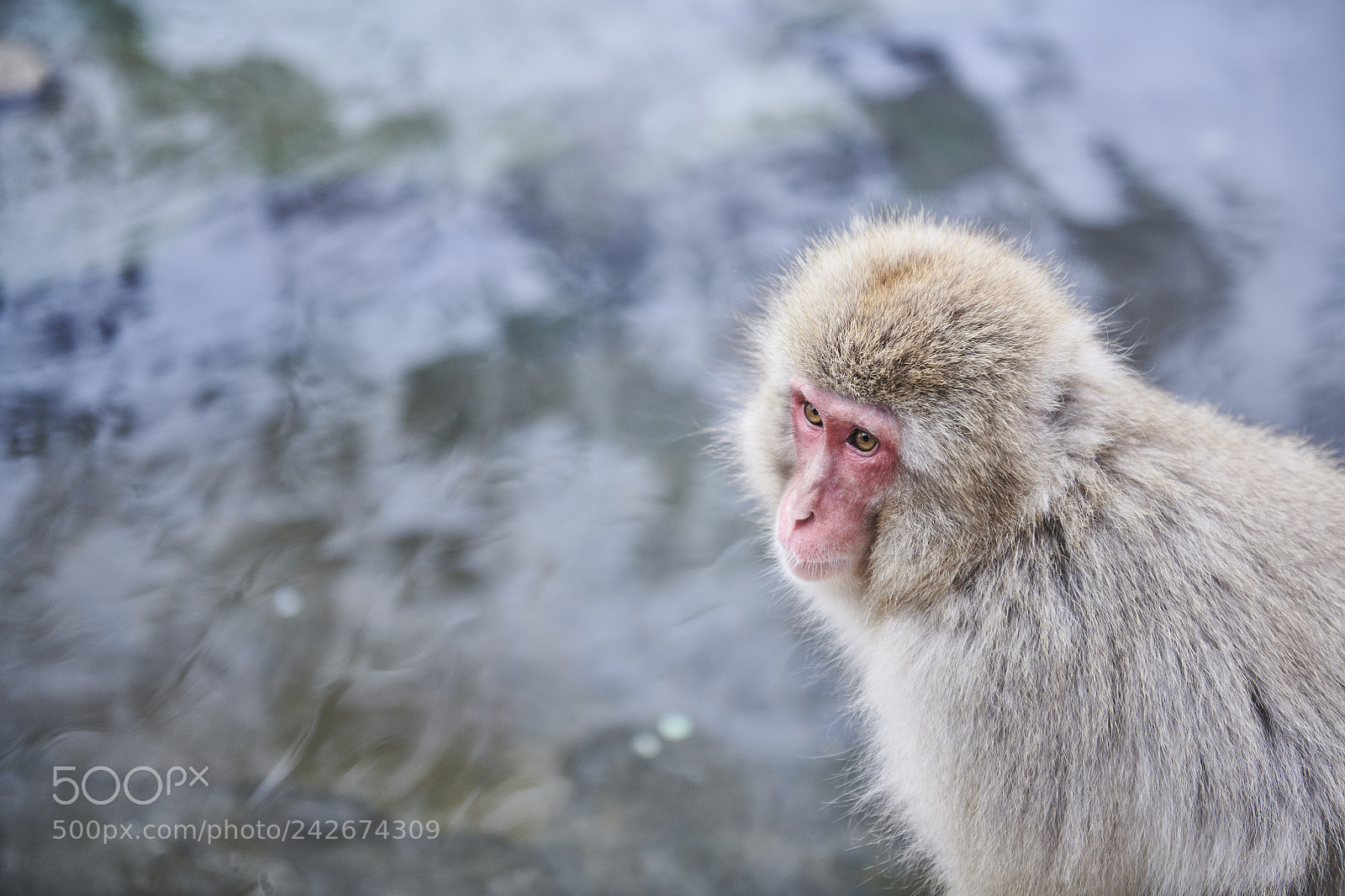 Nikon D850 sample photo. Snow monkey photography