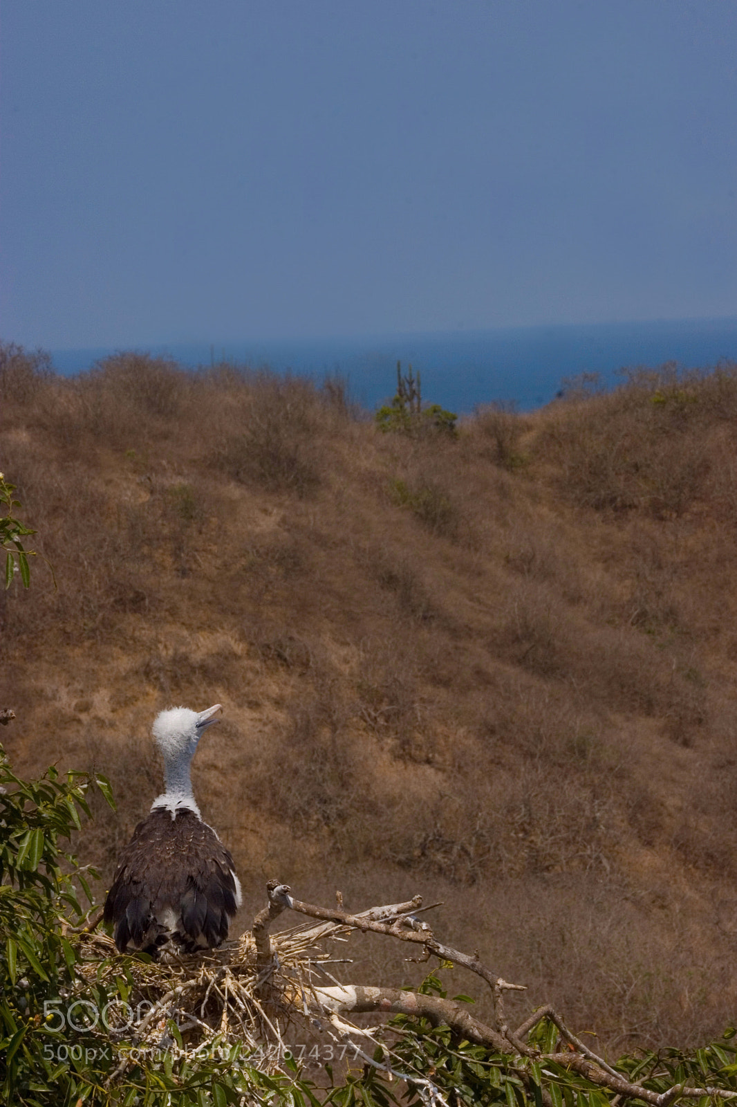 Canon EOS 20D sample photo. Ecuador photography