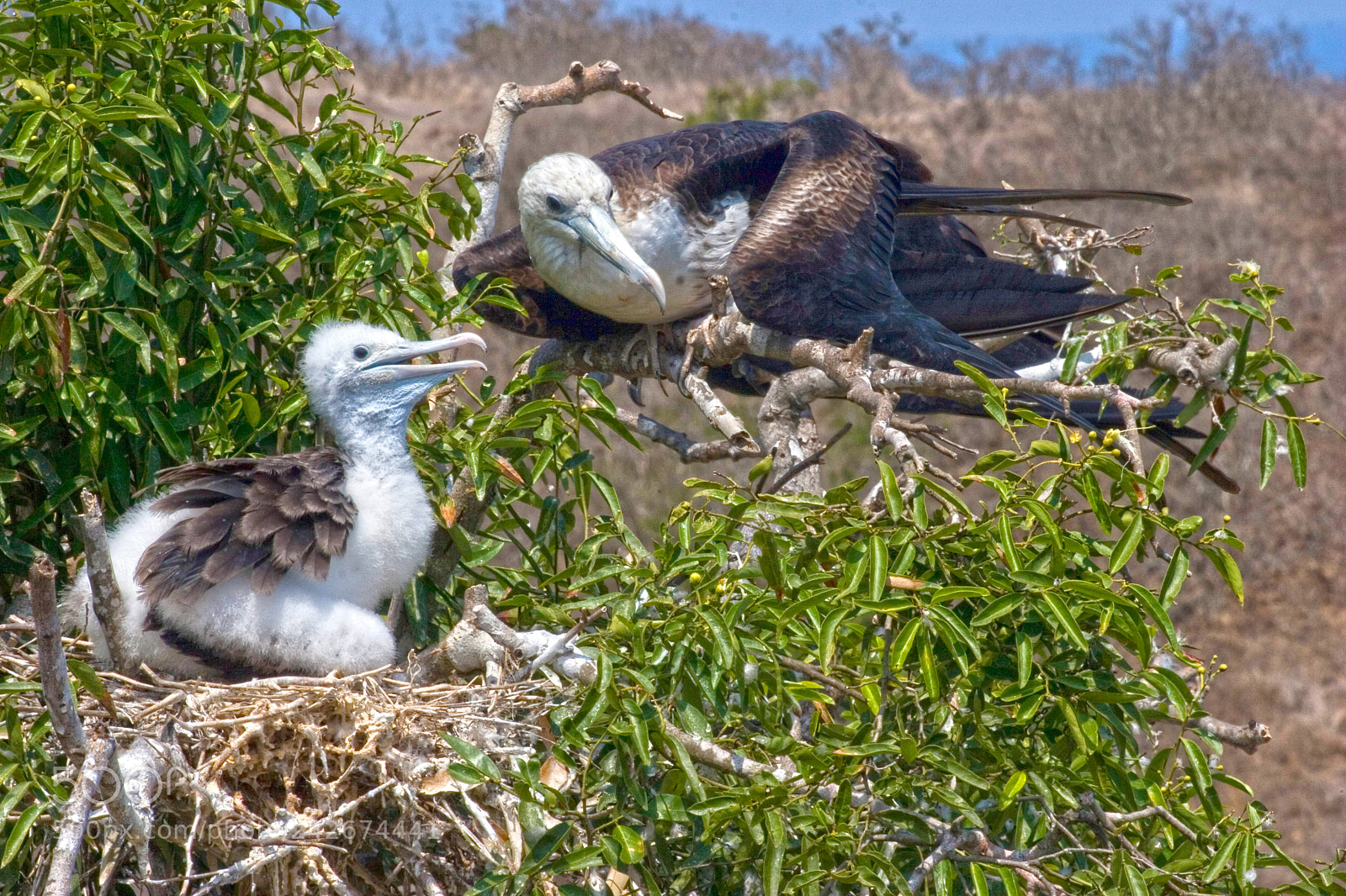 Canon EOS 20D sample photo. Island bird img photography