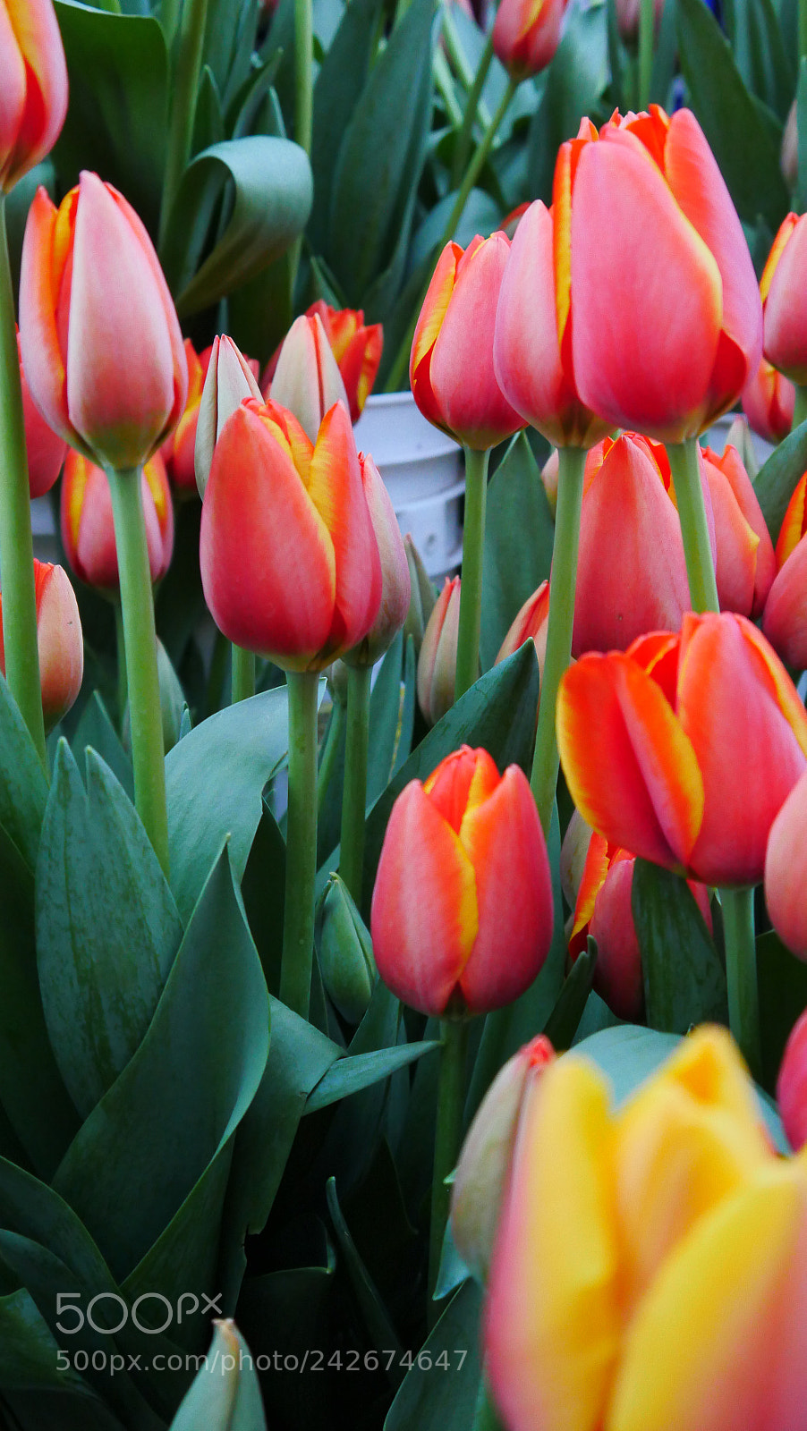 Panasonic Lumix DMC-GX8 sample photo. Tulips photography