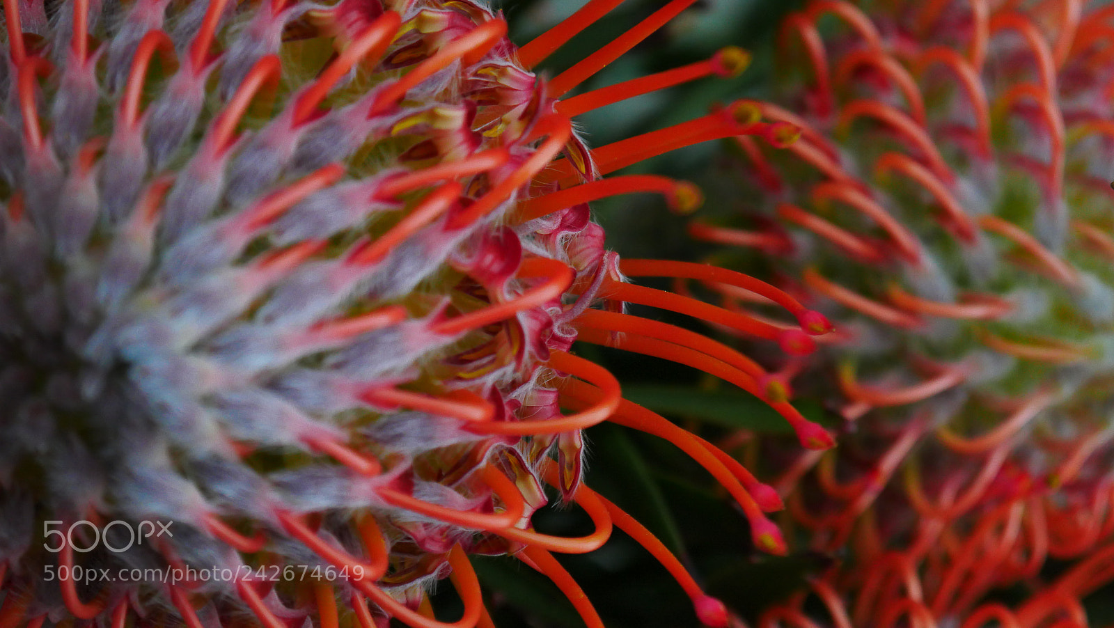 Panasonic Lumix DMC-GX8 sample photo. Rambutan exotic fruits photography