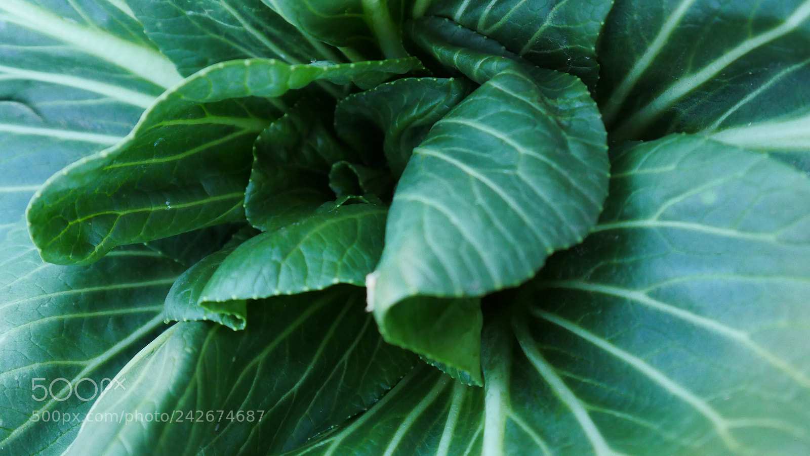 Panasonic Lumix DMC-GX8 sample photo. Cabbage photography
