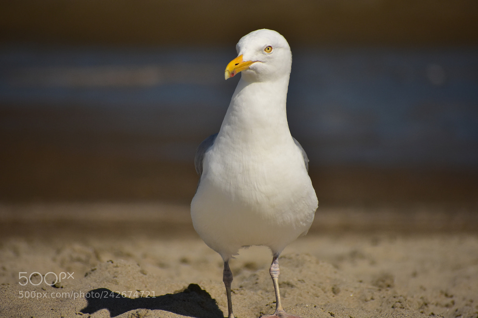 Nikon D3400 sample photo. Gull photography