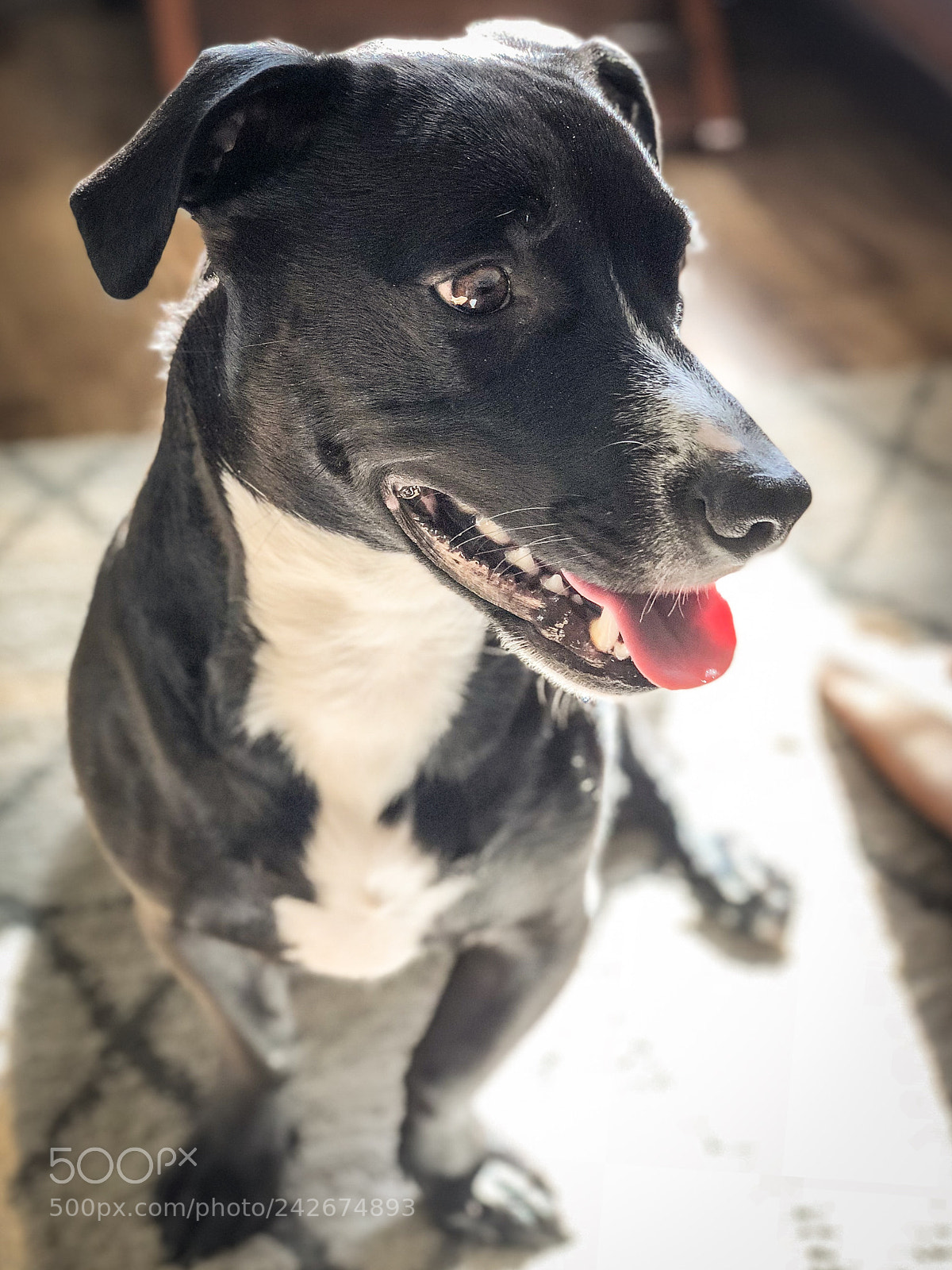 Apple iPhone X sample photo. Untitled photography