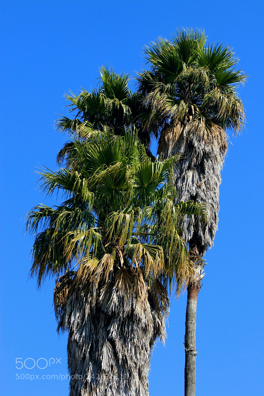 Canon EOS 1300D (EOS Rebel T6 / EOS Kiss X80) sample photo. Palmas ✋ photography