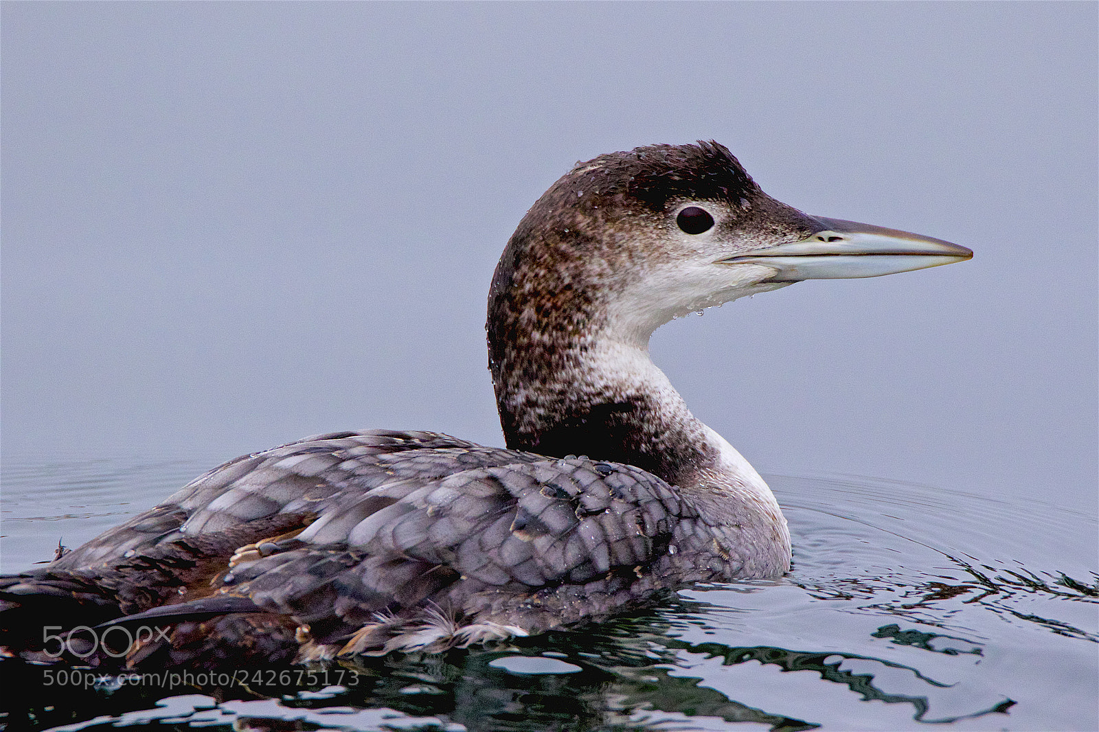 Canon EOS 7D Mark II sample photo. A winter loon closeup photography