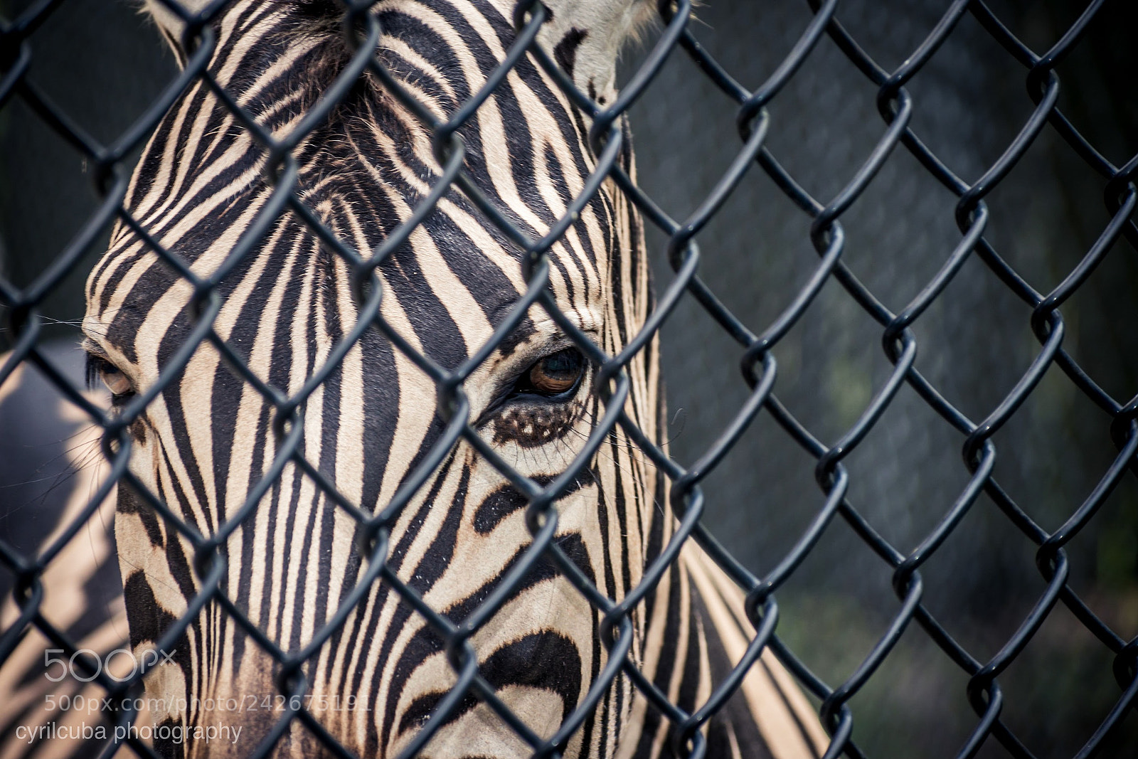 Nikon D5500 sample photo. Animals should be free photography