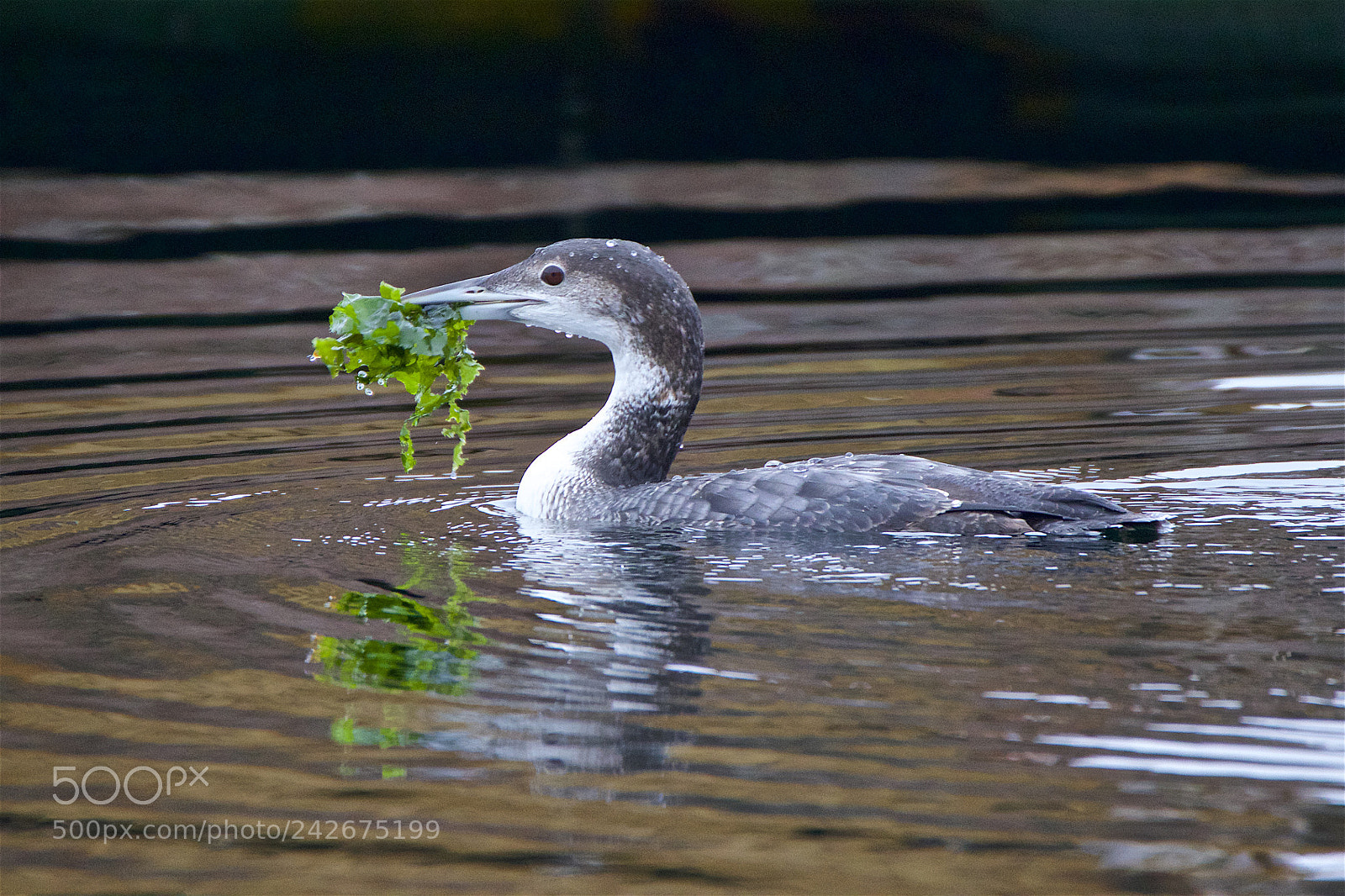 Canon EOS 7D Mark II sample photo. A winter loon with photography