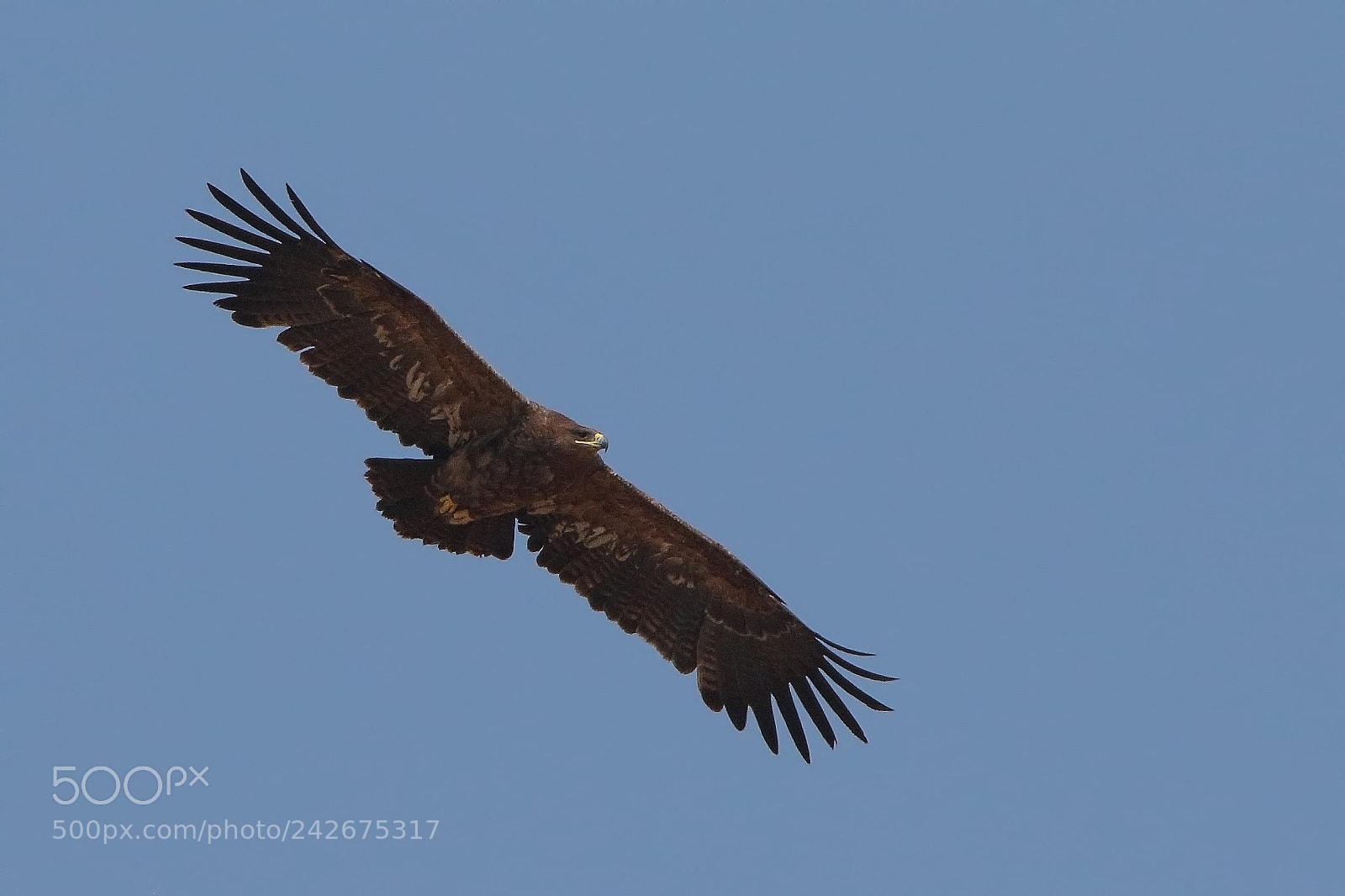 Canon EOS 7D Mark II sample photo. Steppe eagle photography