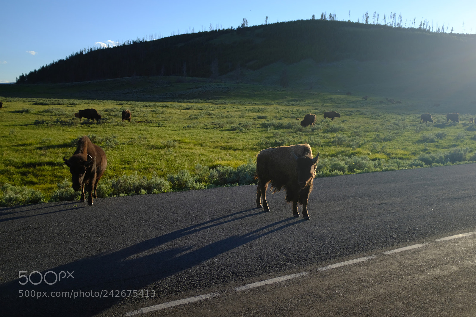 Fujifilm X100F sample photo. Yellowstone photography