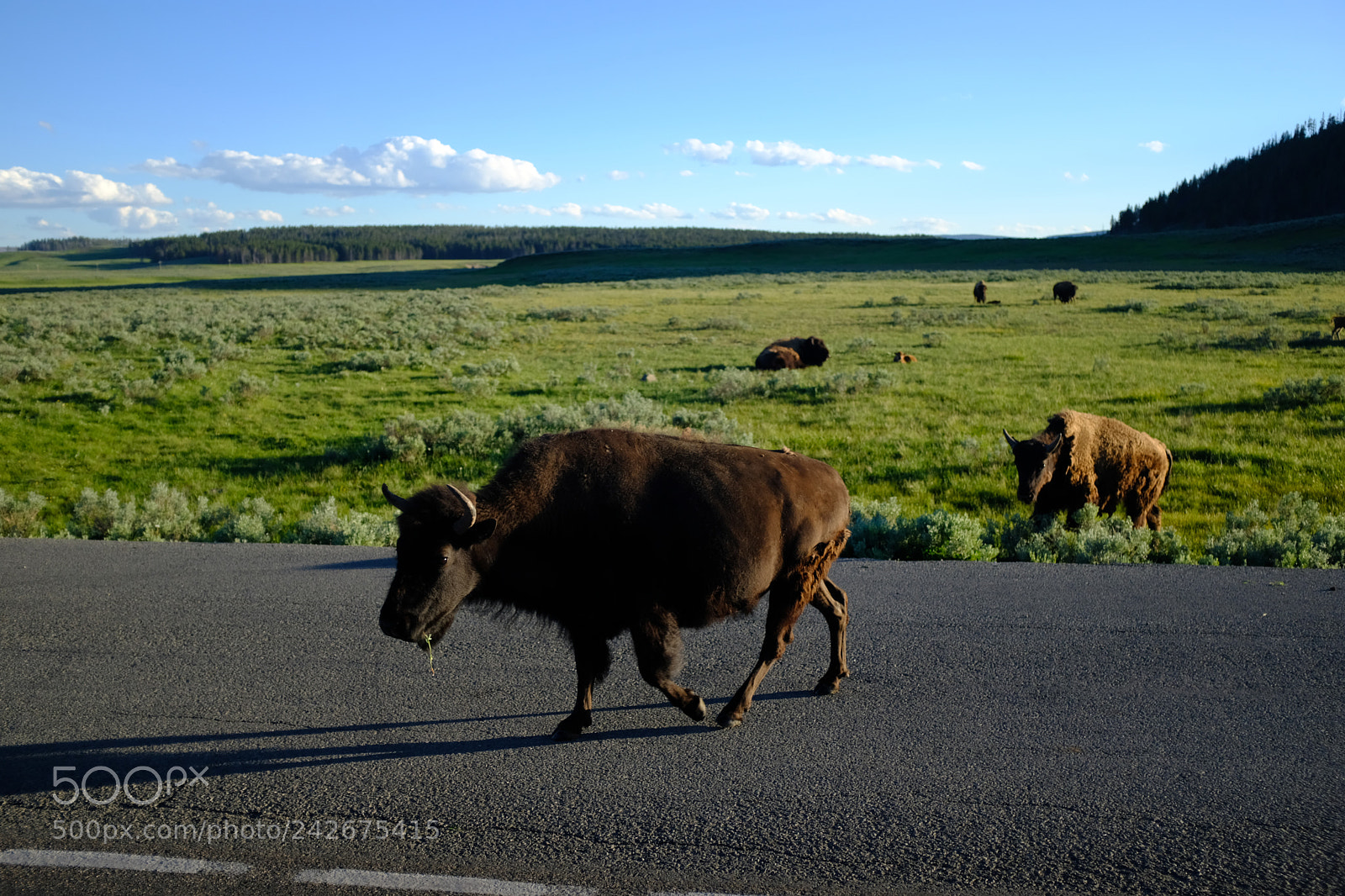 Fujifilm X100F sample photo. Yellowstone photography