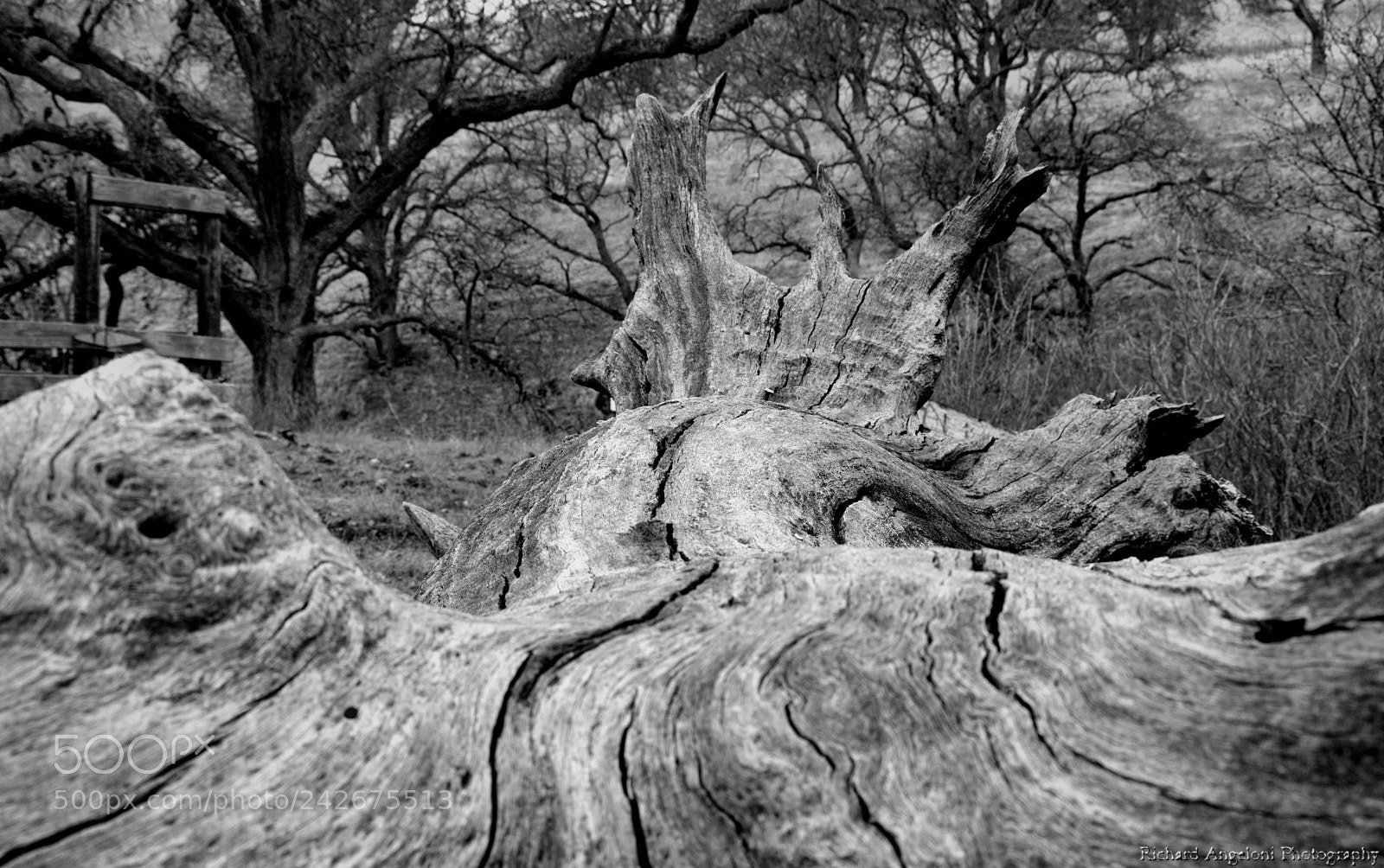 Nikon D7200 sample photo. Downed tree photography