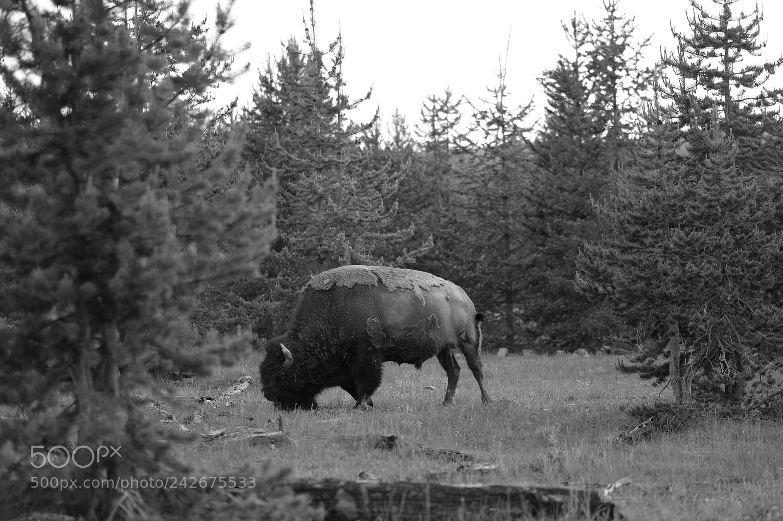 Fujifilm X-T2 sample photo. Yellowstone photography