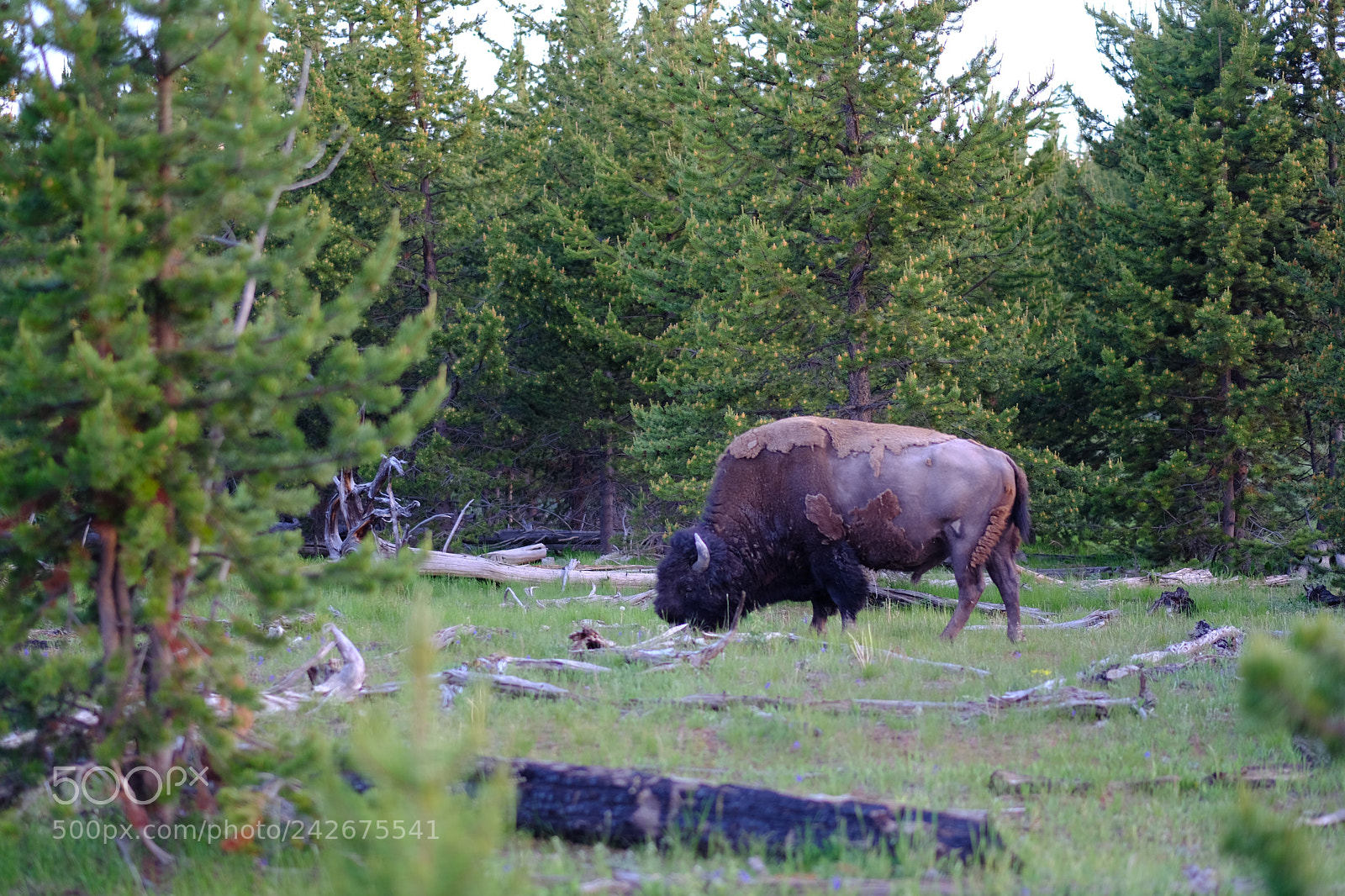 Fujifilm X-T2 sample photo. Yellowstone photography
