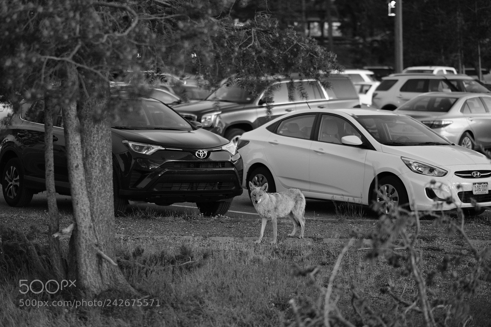 Fujifilm X-T2 sample photo. Yellowstone photography