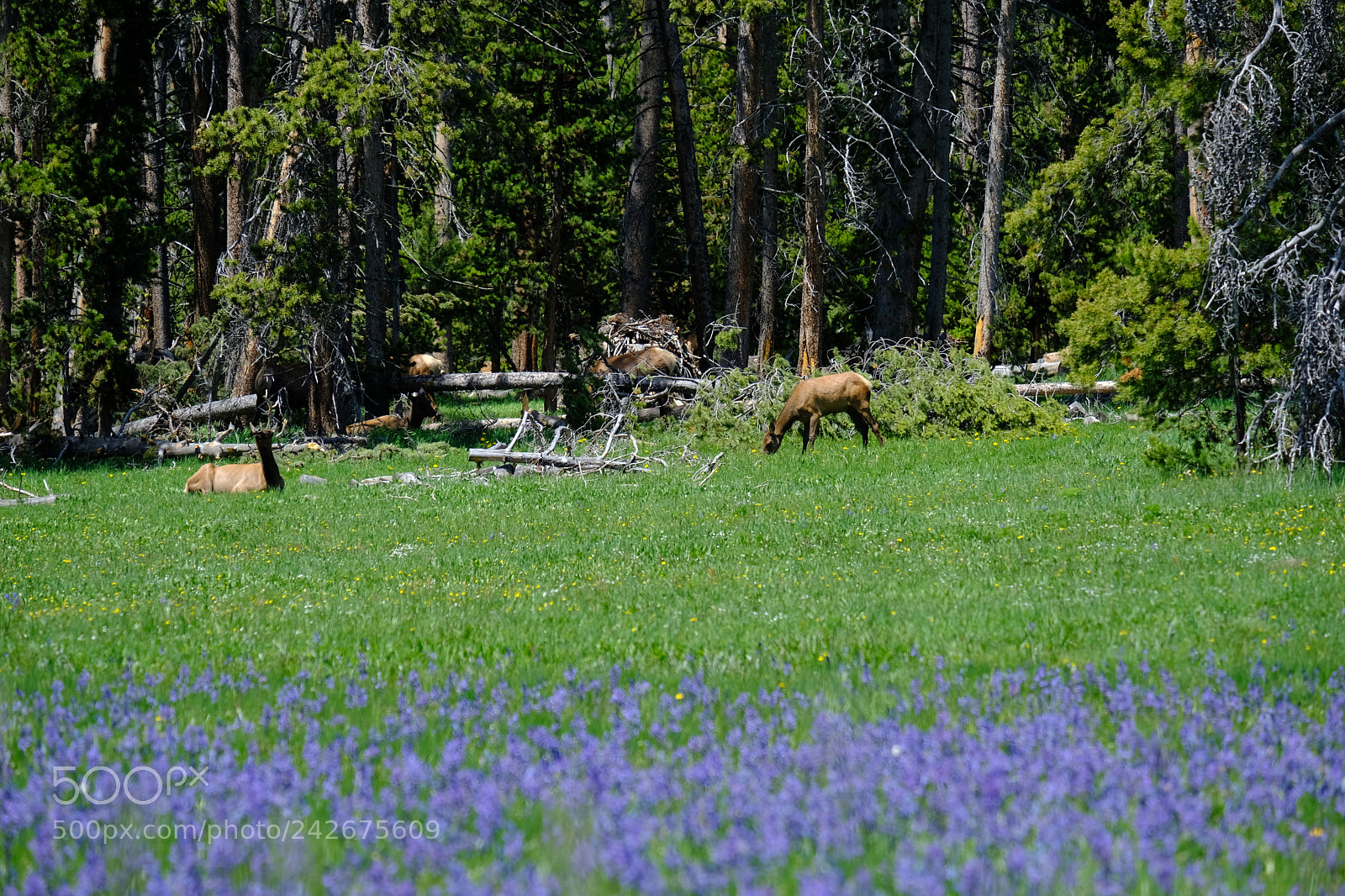Fujifilm X-T2 sample photo. Yellowstone photography