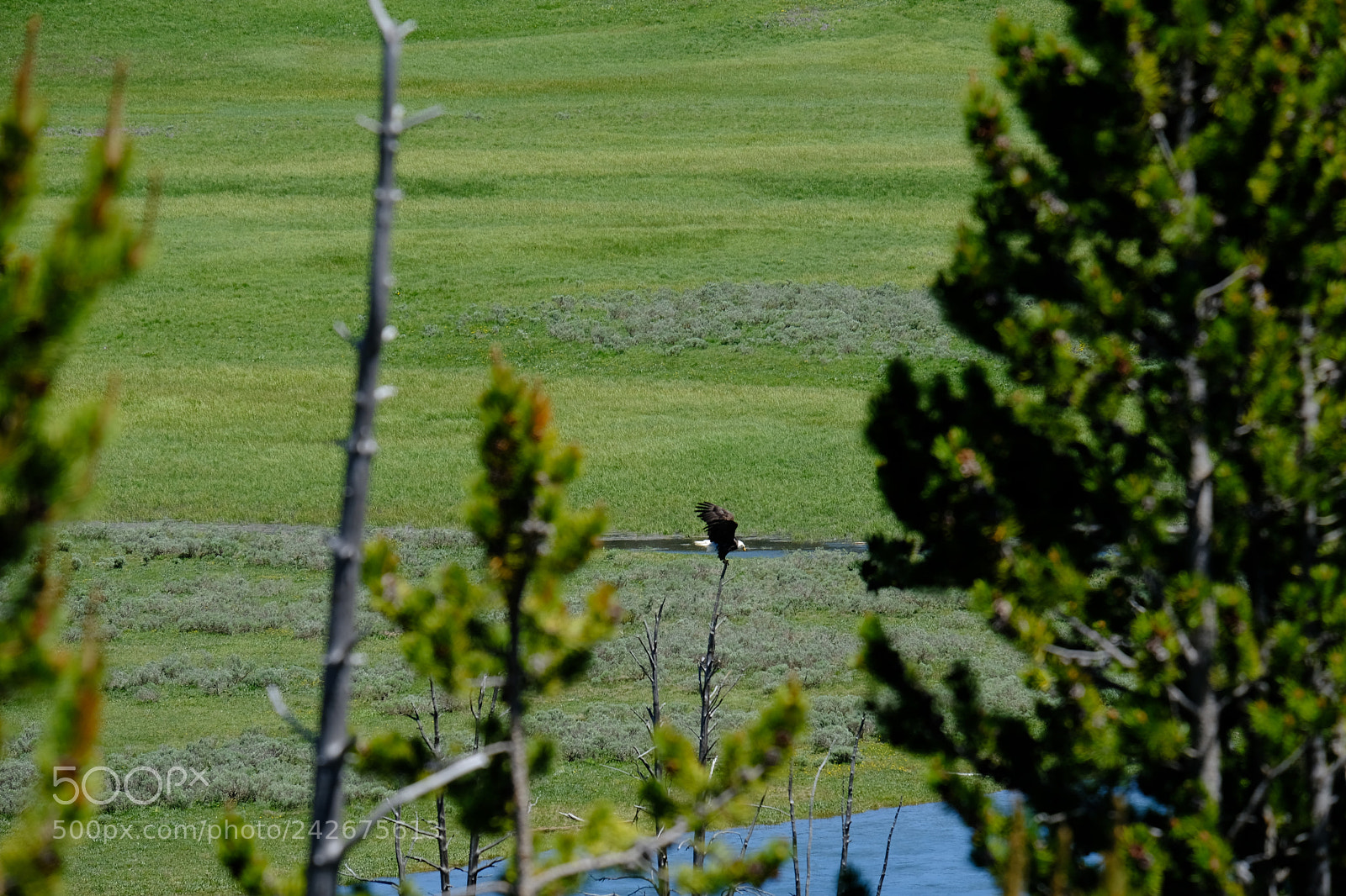 Fujifilm X-T2 sample photo. Yellowstone photography