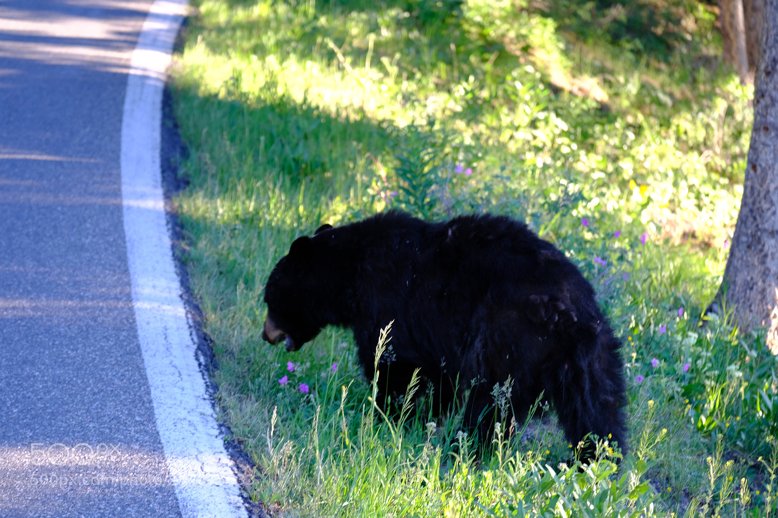 Fujifilm X-T2 sample photo. Yellowstone photography