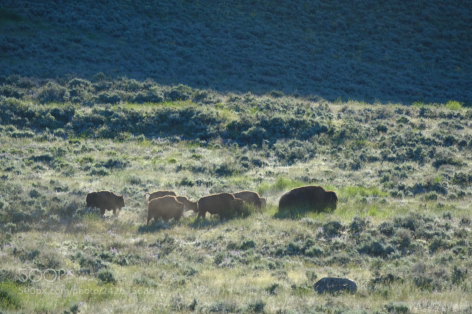 Fujifilm X-T2 sample photo. Yellowstone photography