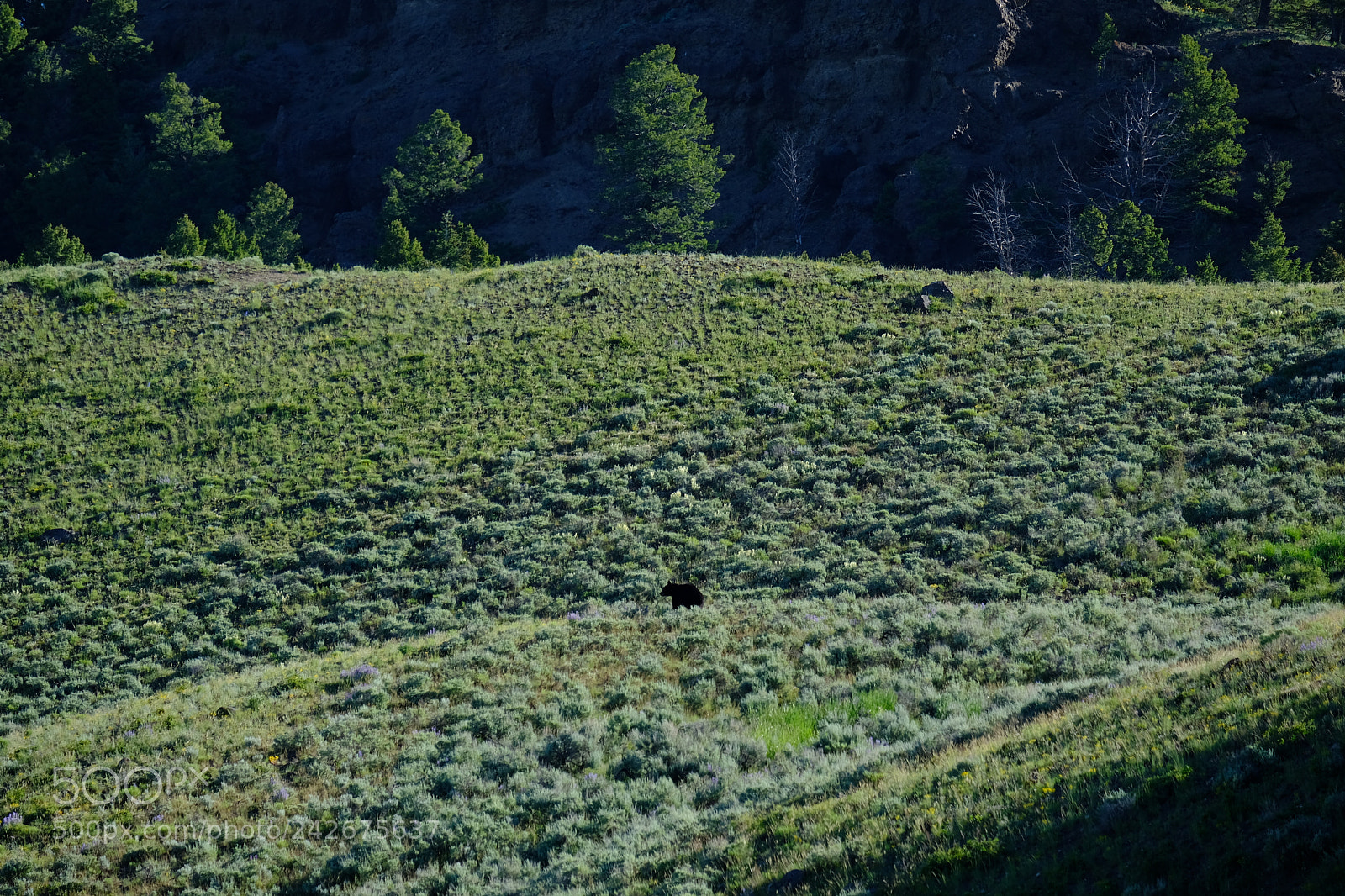 Fujifilm X-T2 sample photo. Yellowstone photography