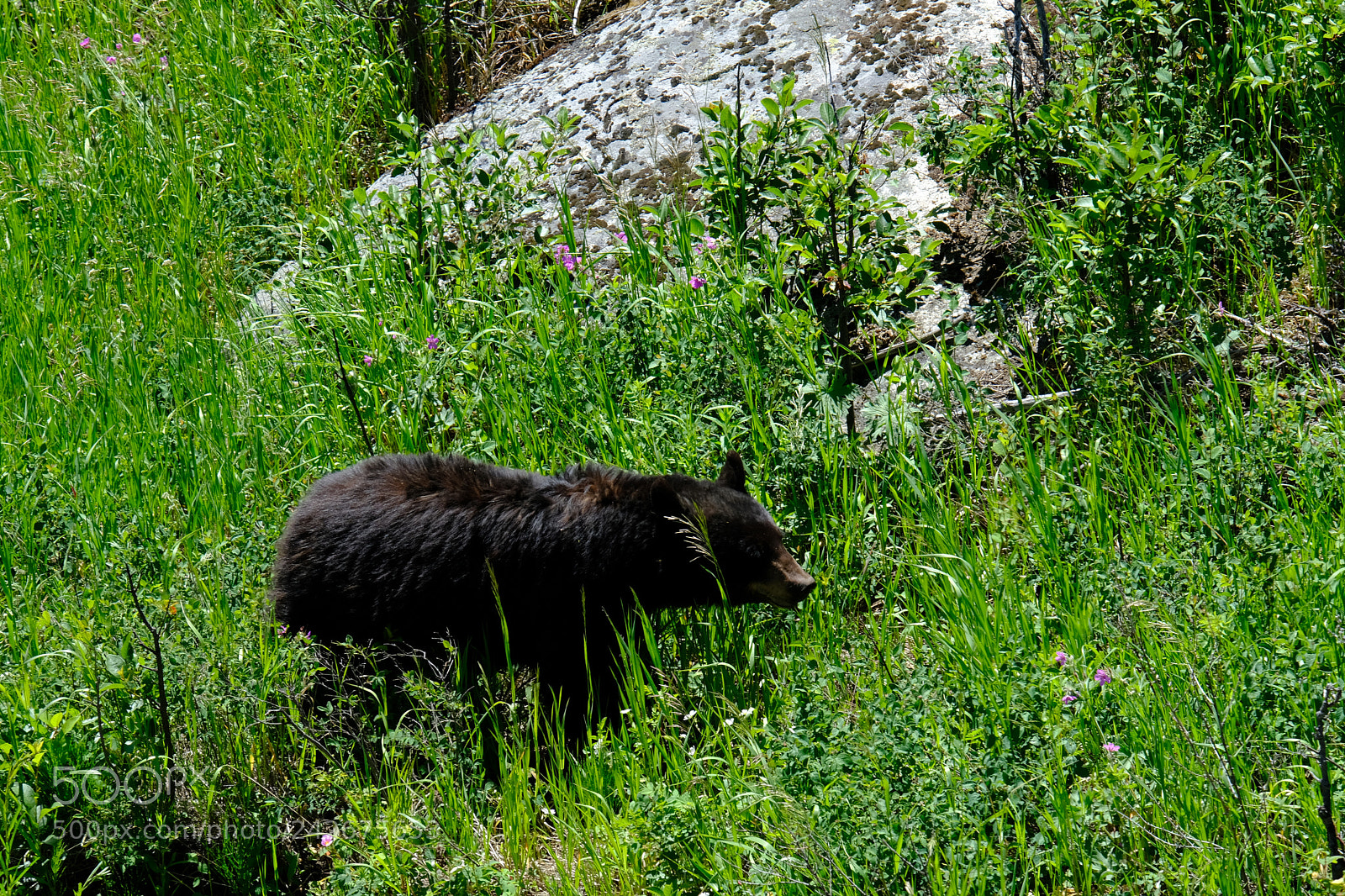 Fujifilm X-T2 sample photo. Yellowstone photography