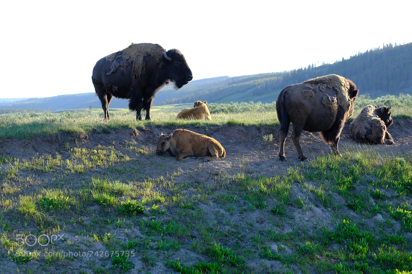 Fujifilm X-T2 sample photo. Yellowstone photography