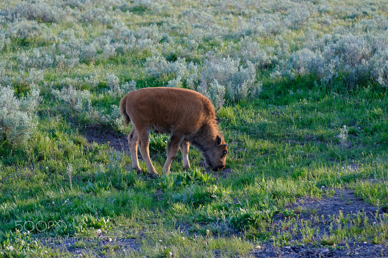 Fujifilm X-T2 sample photo. Yellowstone photography