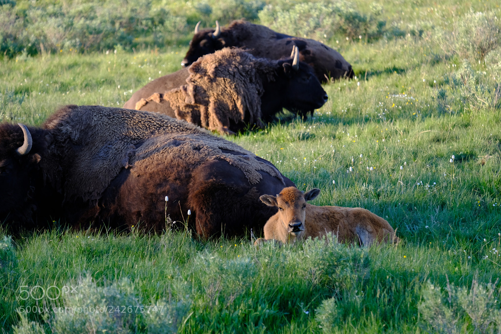 Fujifilm X-T2 sample photo. Yellowstone photography