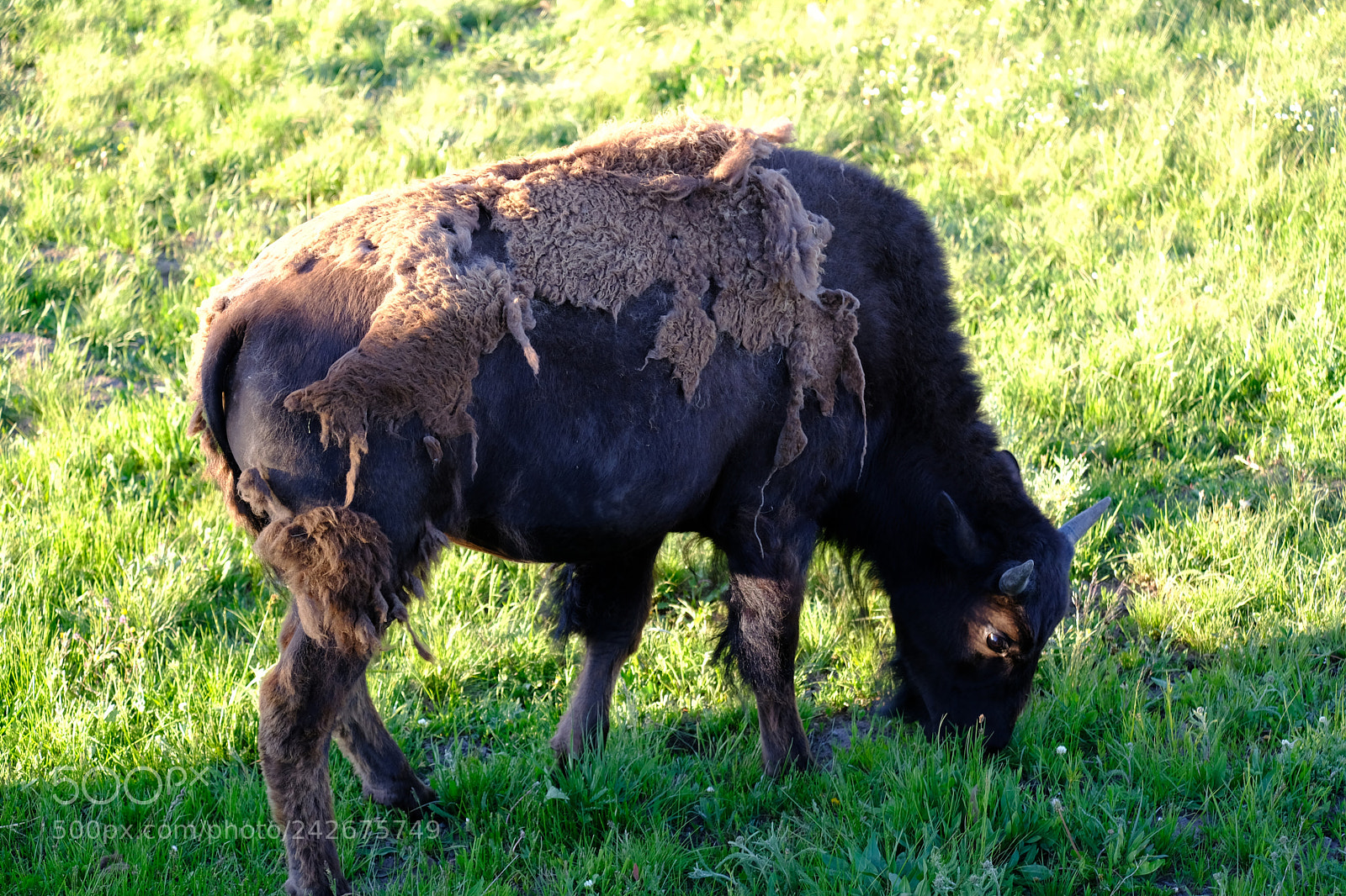 Fujifilm X-T2 sample photo. Yellowstone photography