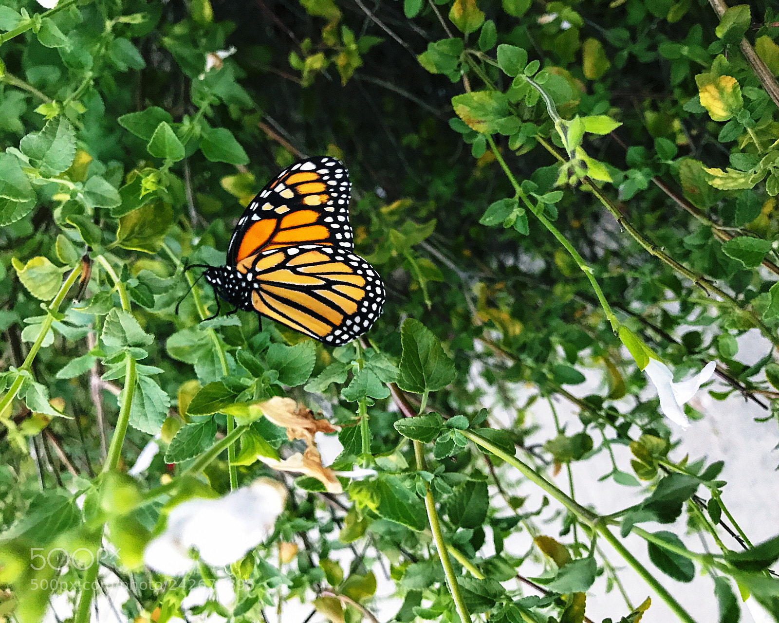 Apple iPhone 7 Plus sample photo. Monarch butterfly ii photography