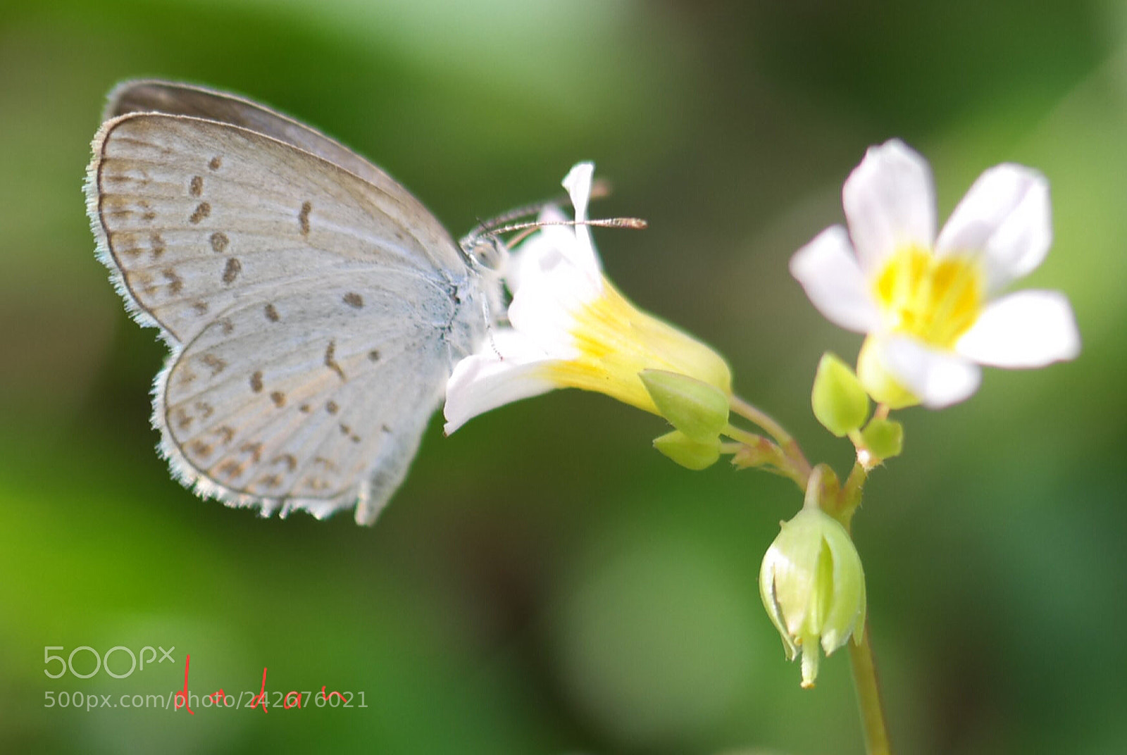 Samsung NX30 sample photo. Don't eat much photography