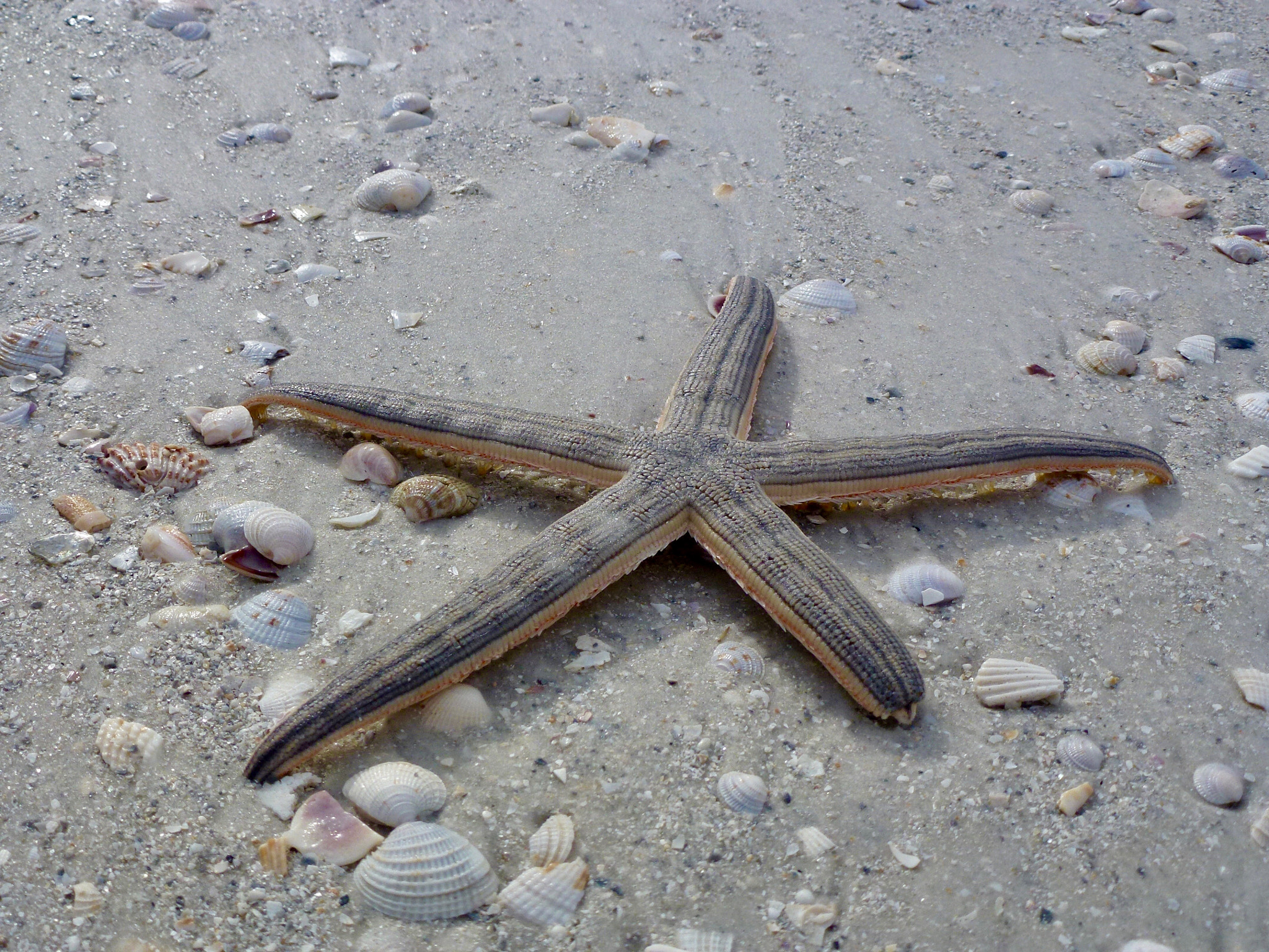 Panasonic DMC-ZS10 sample photo. Beach life photography
