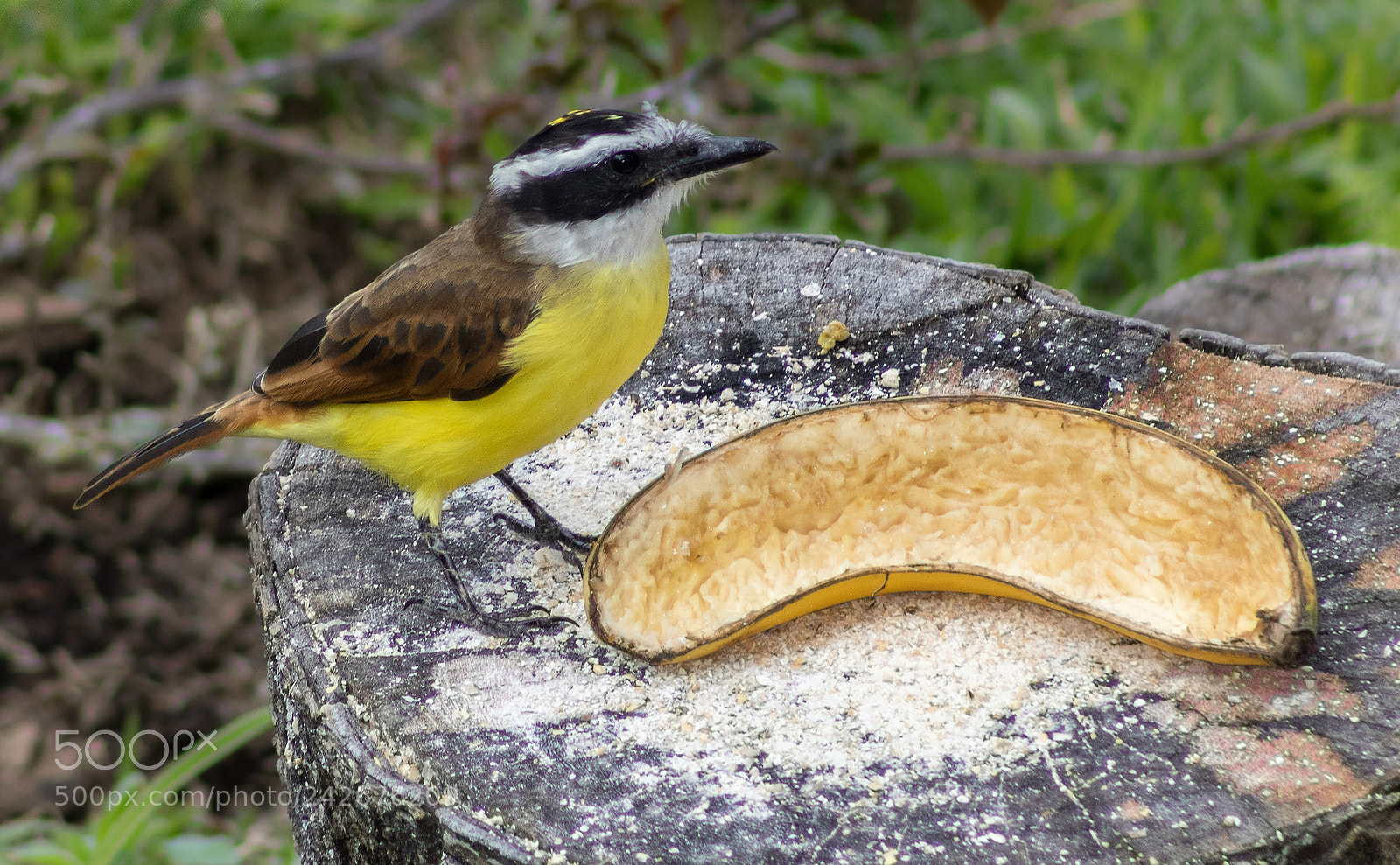 Canon EOS 750D (EOS Rebel T6i / EOS Kiss X8i) sample photo. Great kiskadee photography