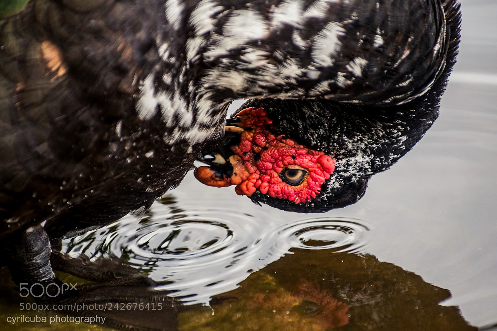Nikon D5500 sample photo. Duck photography