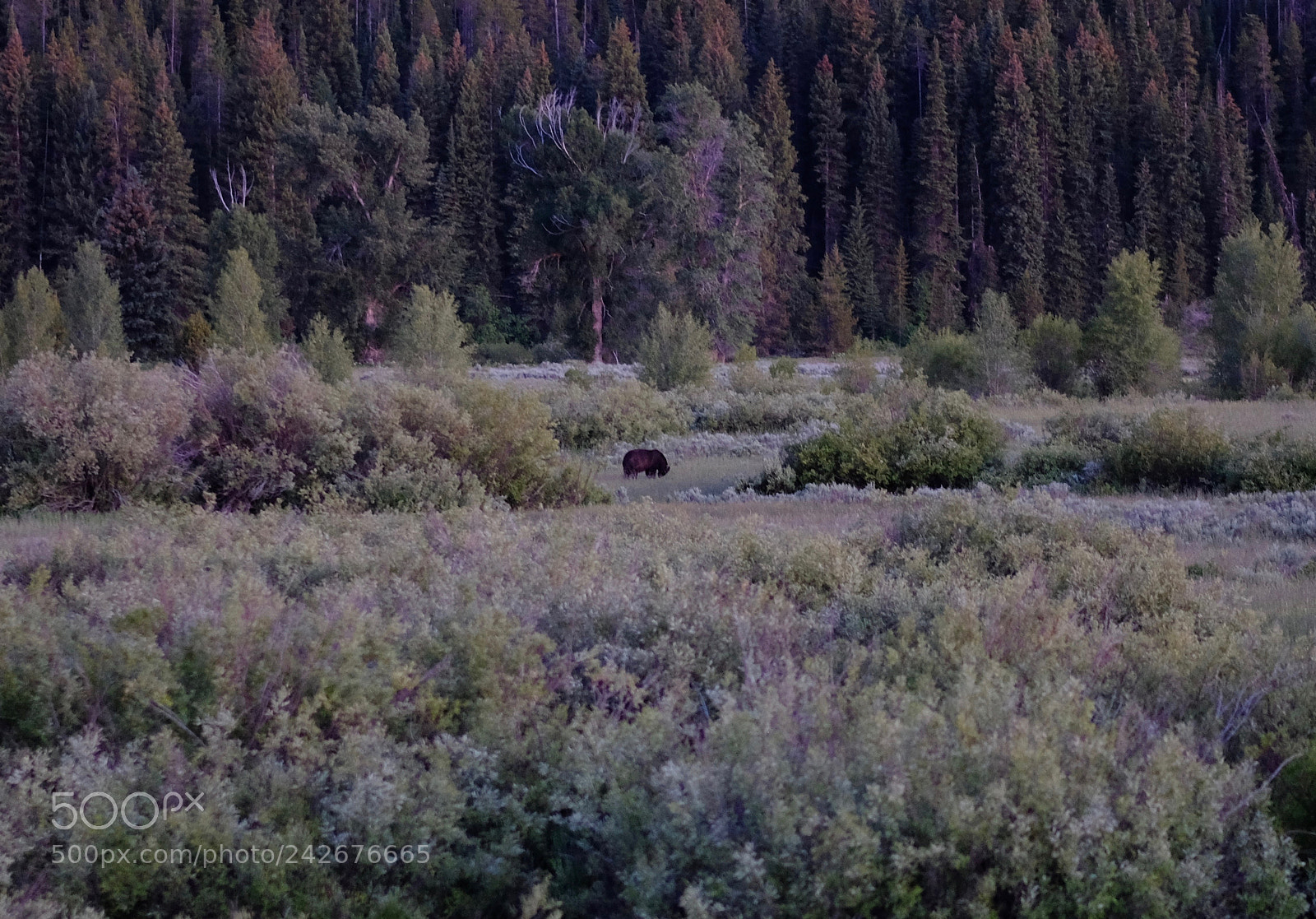 Fujifilm X-T2 sample photo. Grand tetons photography