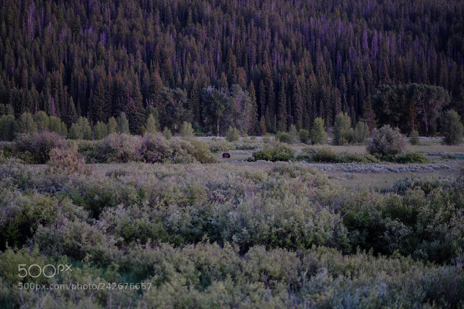 Fujifilm X-T2 sample photo. Grand tetons photography