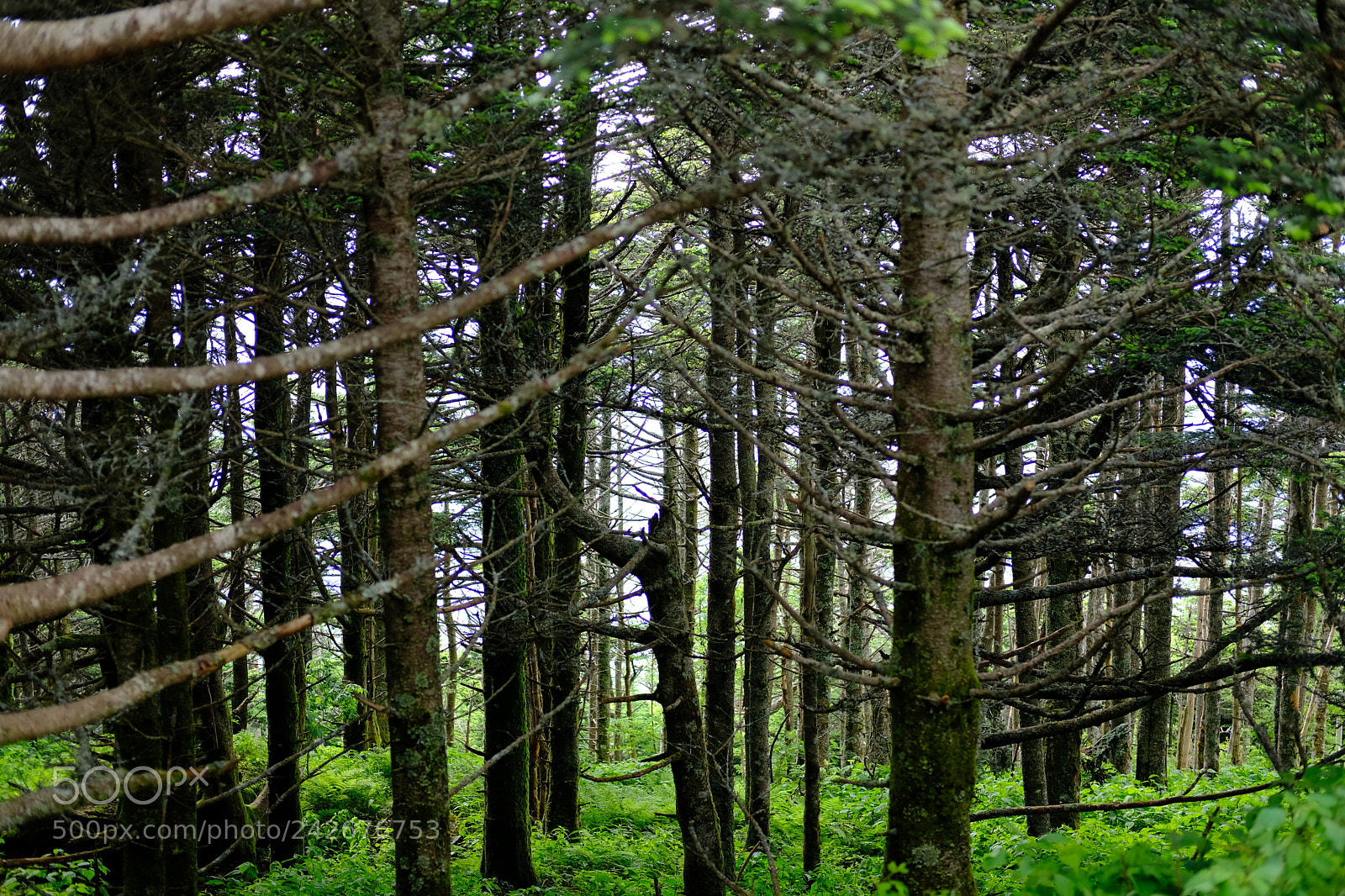 Fujifilm X-T2 sample photo. Mount mitchell photography