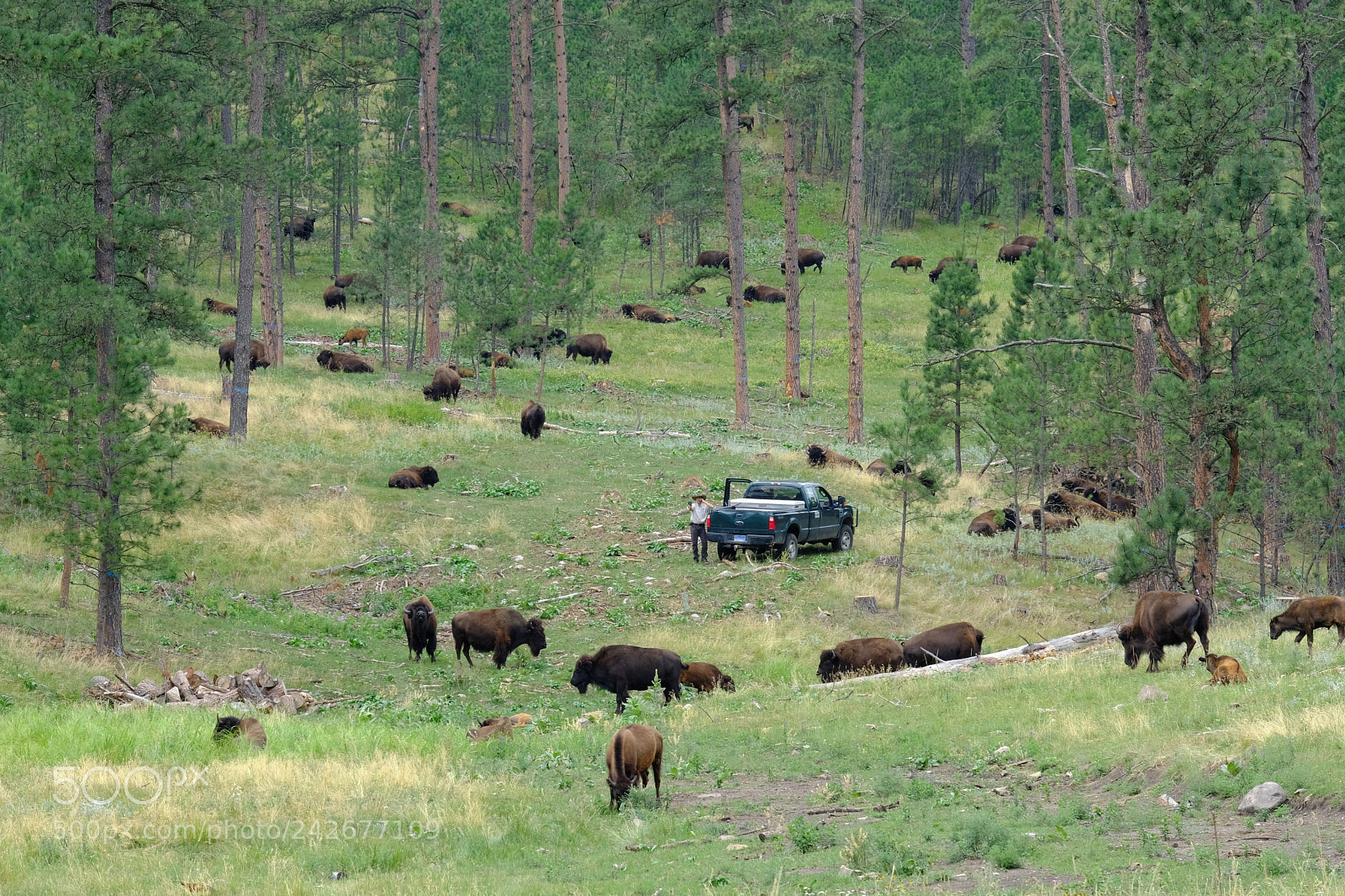 Fujifilm X-T2 sample photo. Black hills, sd photography