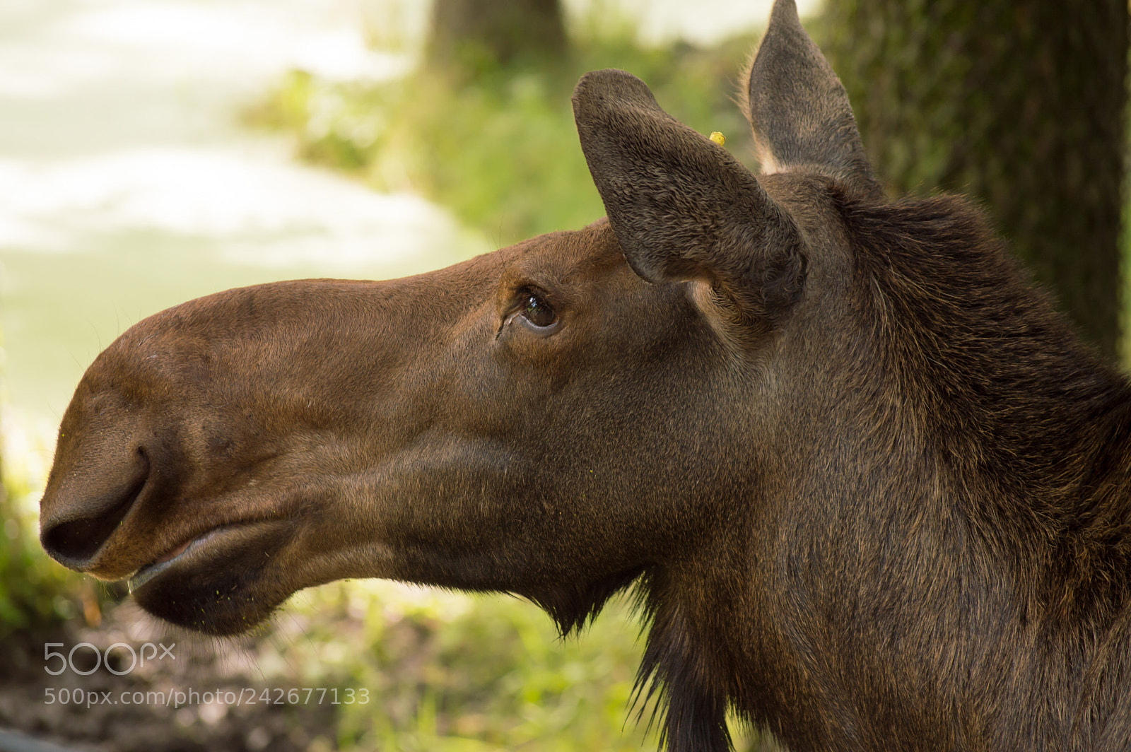 Nikon D3200 sample photo. Not so wild photography