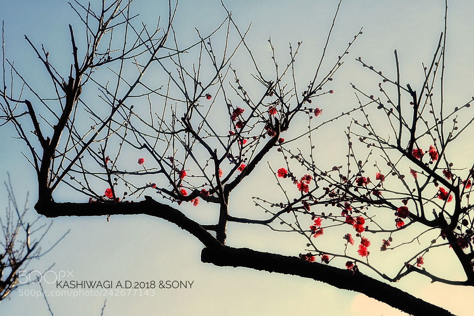 Sony a7 II sample photo. The plum blossoms started photography