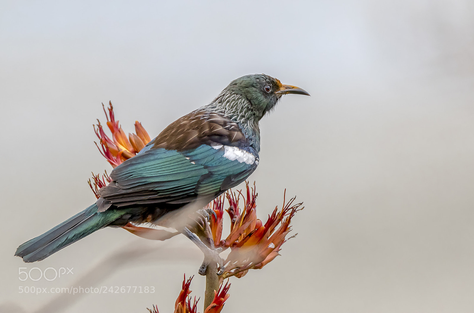 Canon EOS 7D Mark II sample photo. New zealand native tui photography