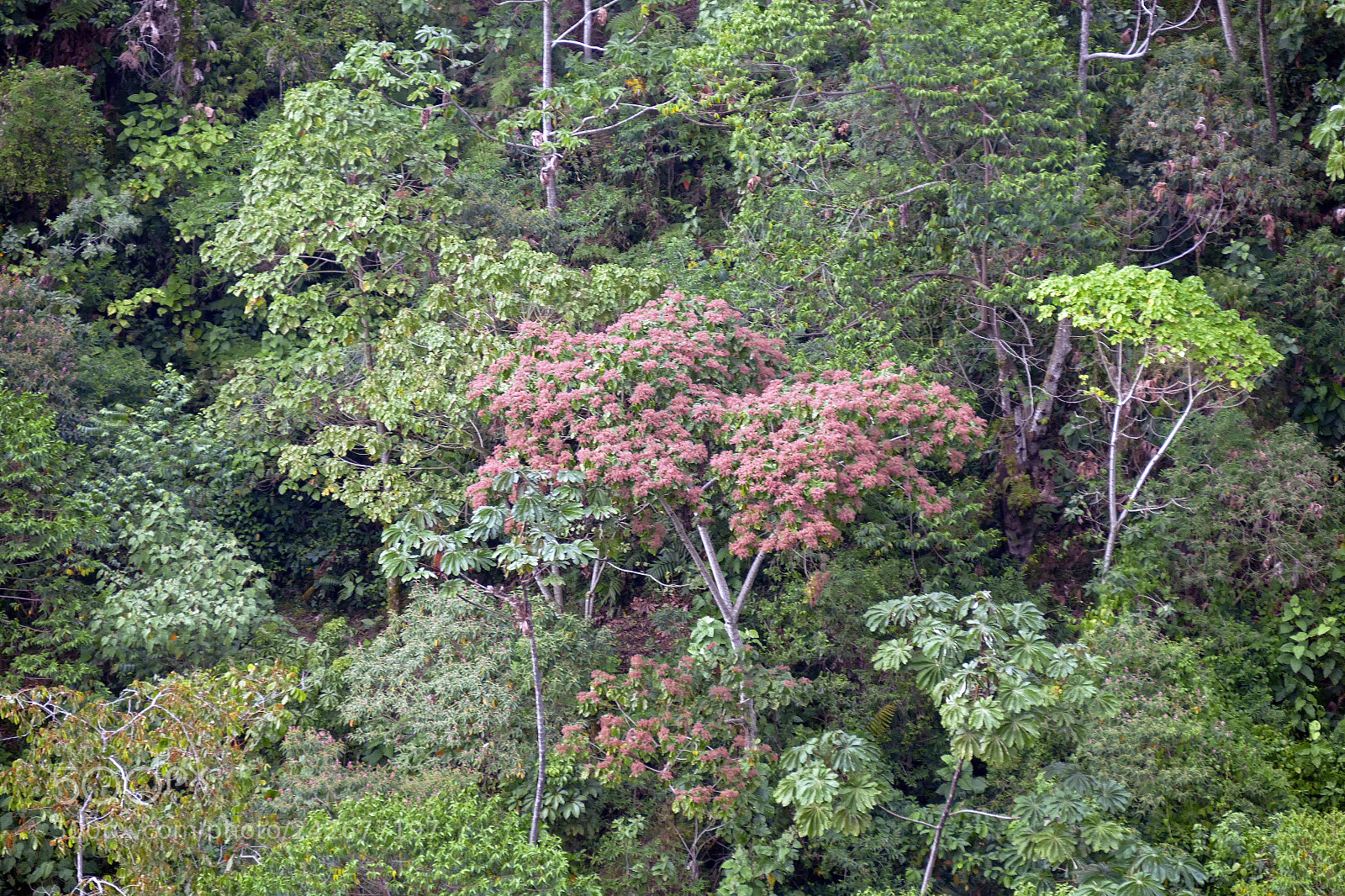 Leica V-Lux (Typ 114) sample photo. Rojo y verde photography