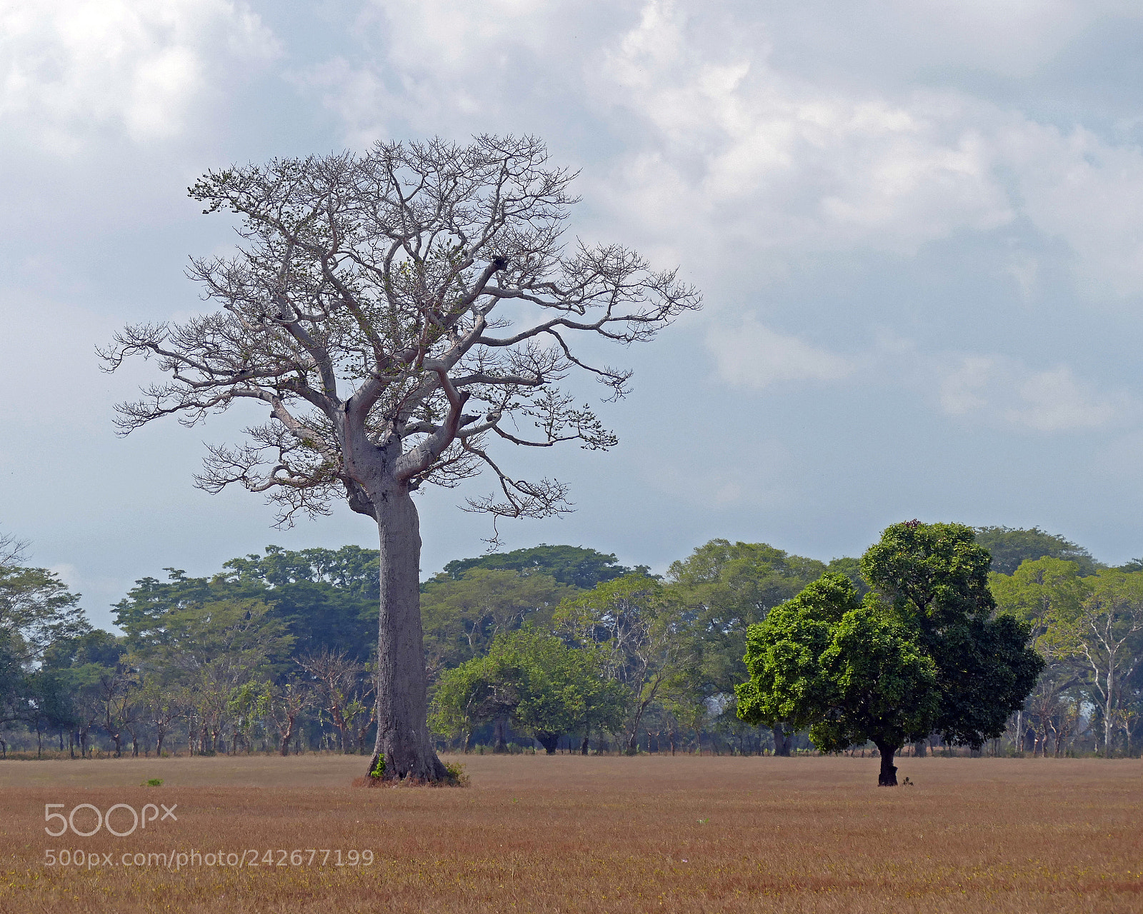 Leica V-Lux (Typ 114) sample photo. Ceiba en potrero photography