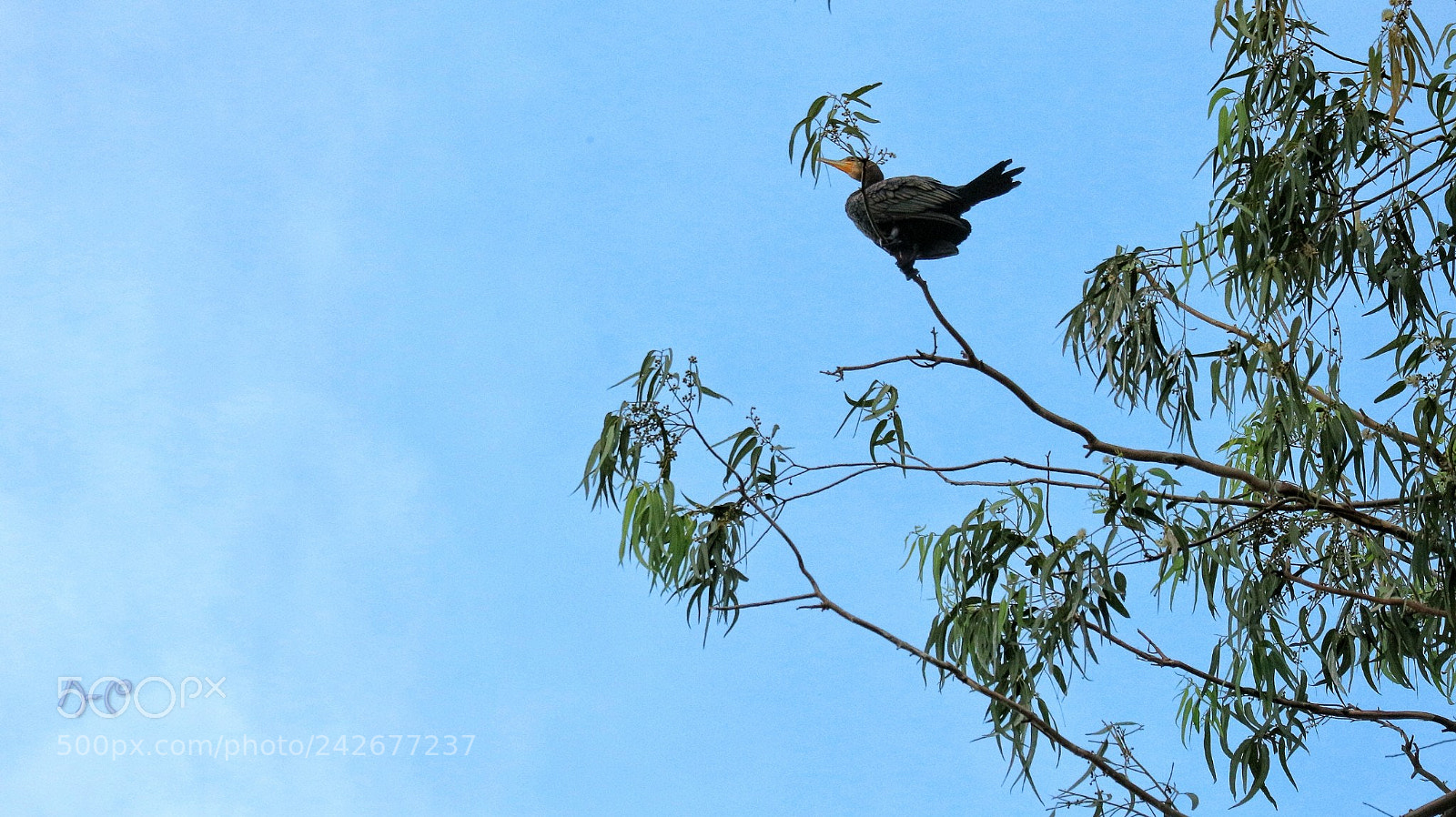 Canon EOS M10 sample photo. Bird on the tree photography