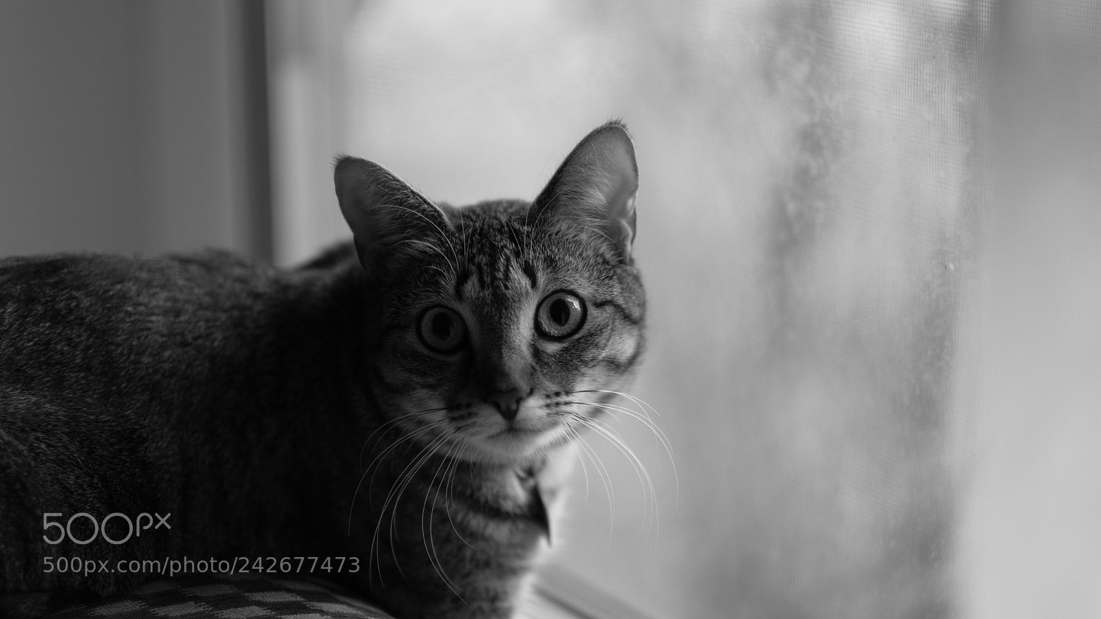Fujifilm X-Pro2 sample photo. Ruby begonia photography
