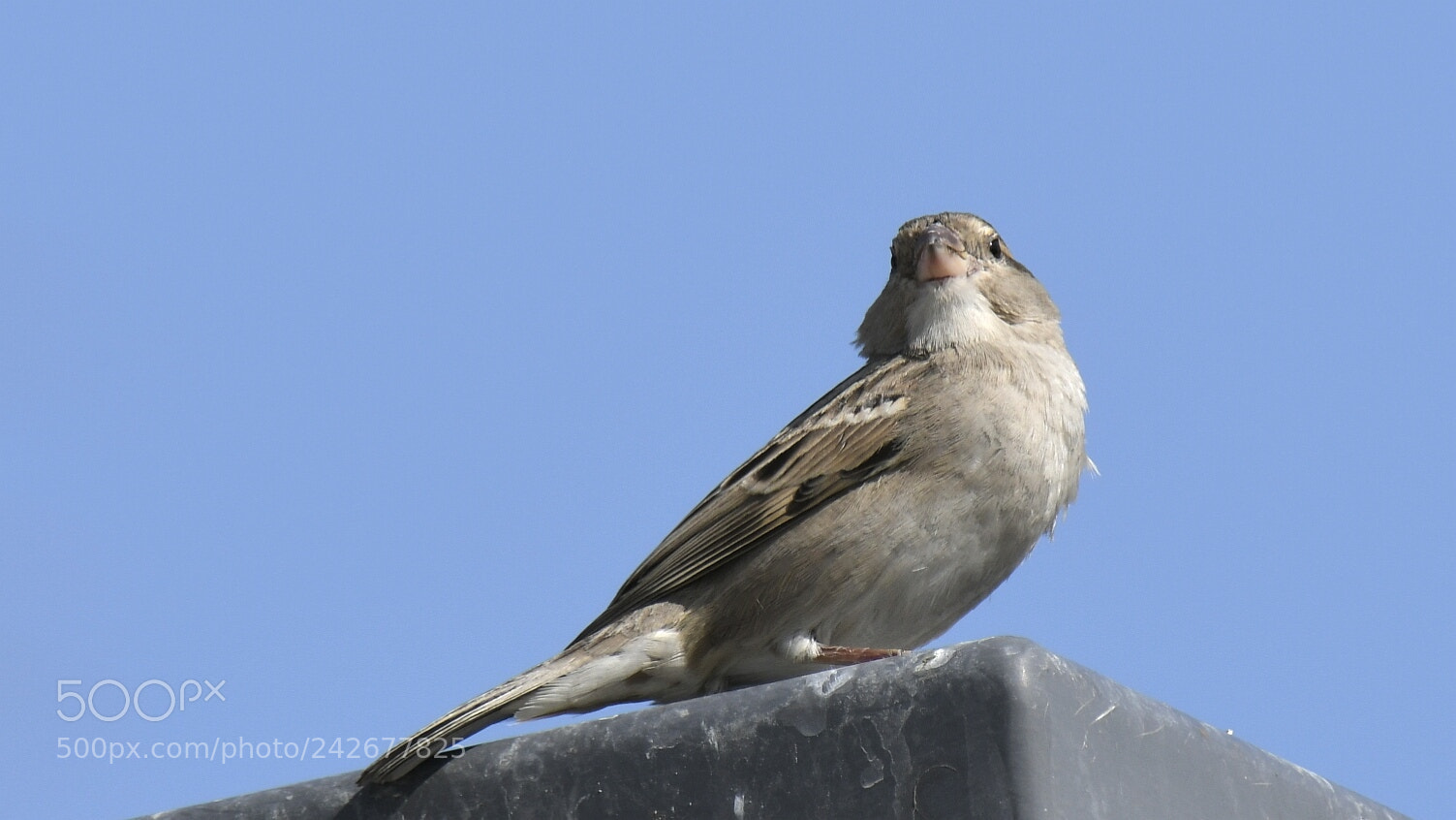 Nikon AF-S Nikkor 200-500mm F5.6E ED VR sample photo. Sparrow photography