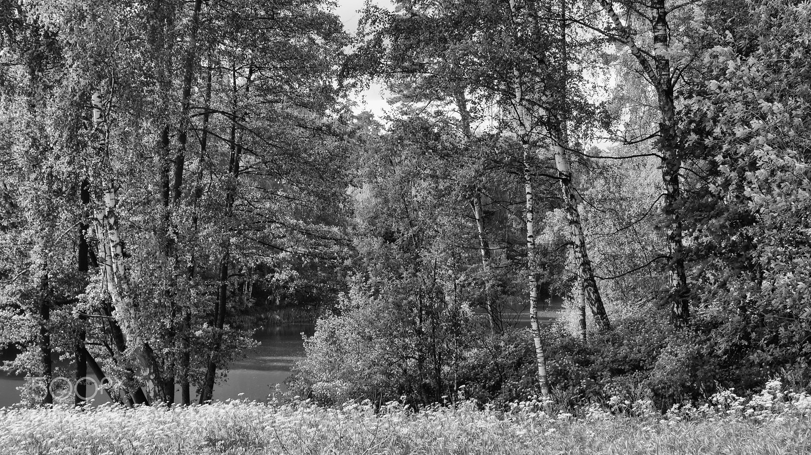 Sony SLT-A58 sample photo. Summer evening by the photography